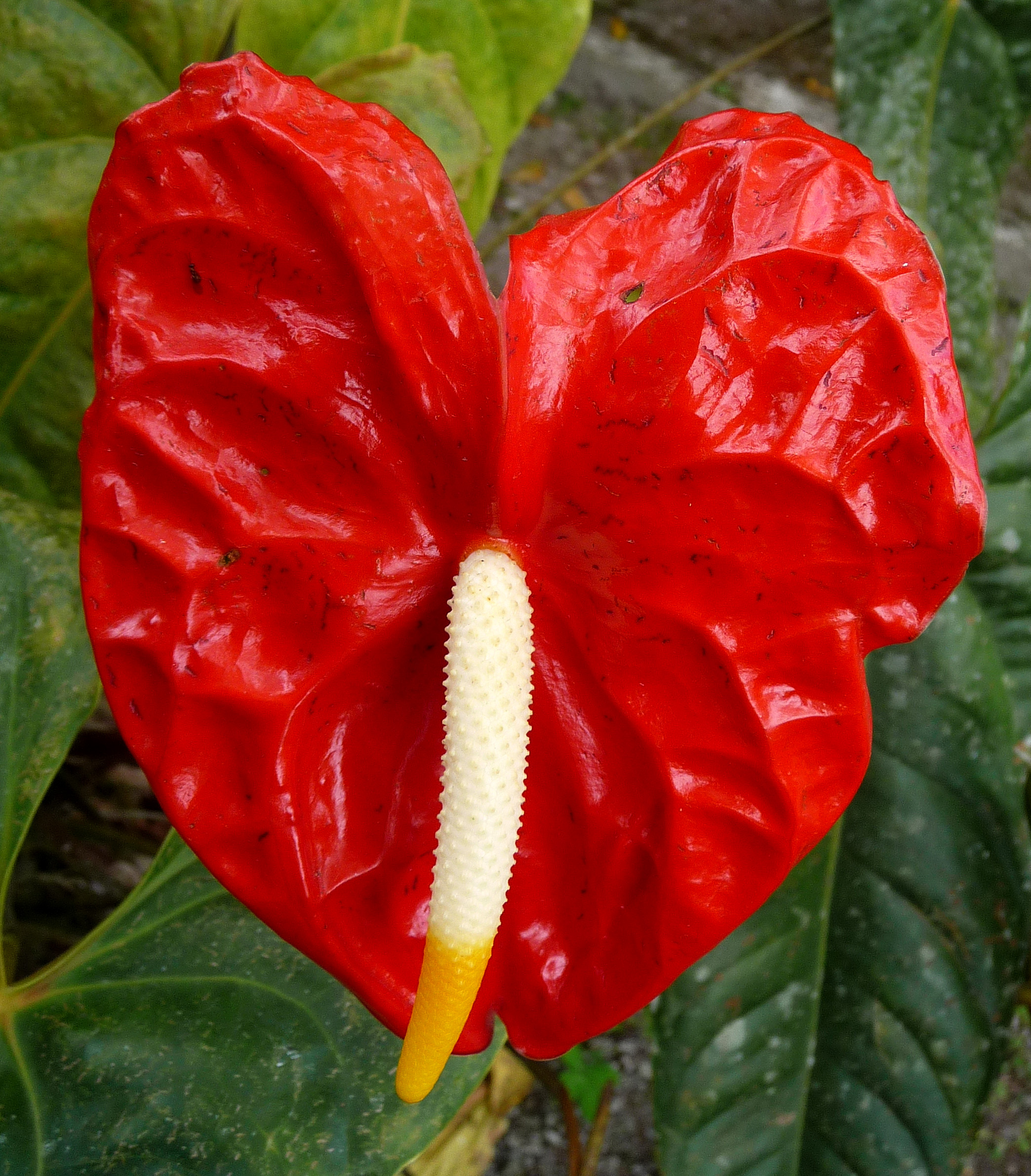 Anthurium - Flickr - gailhampshire