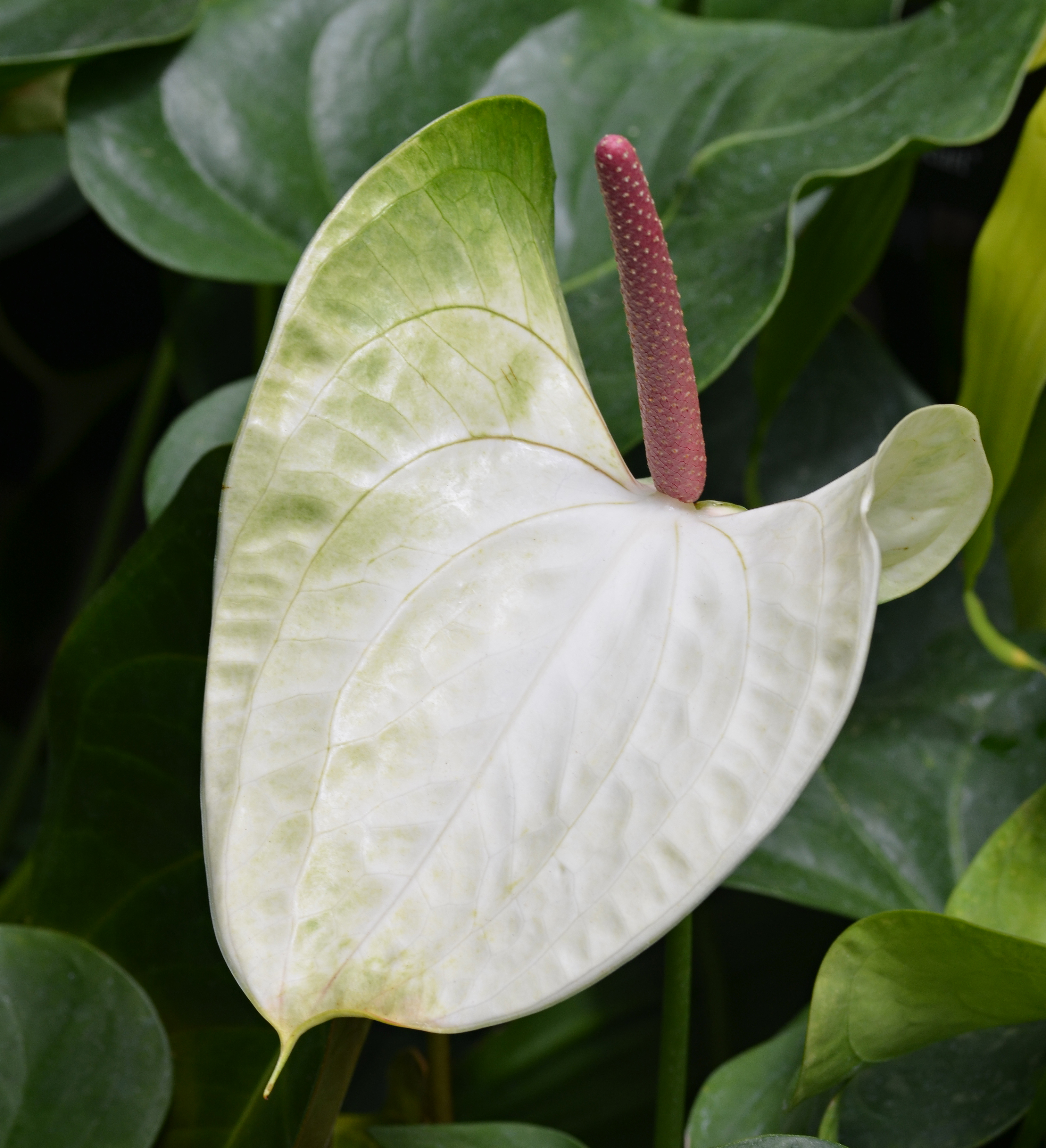 Anthurium 'White Heart' Spathe and Spadix