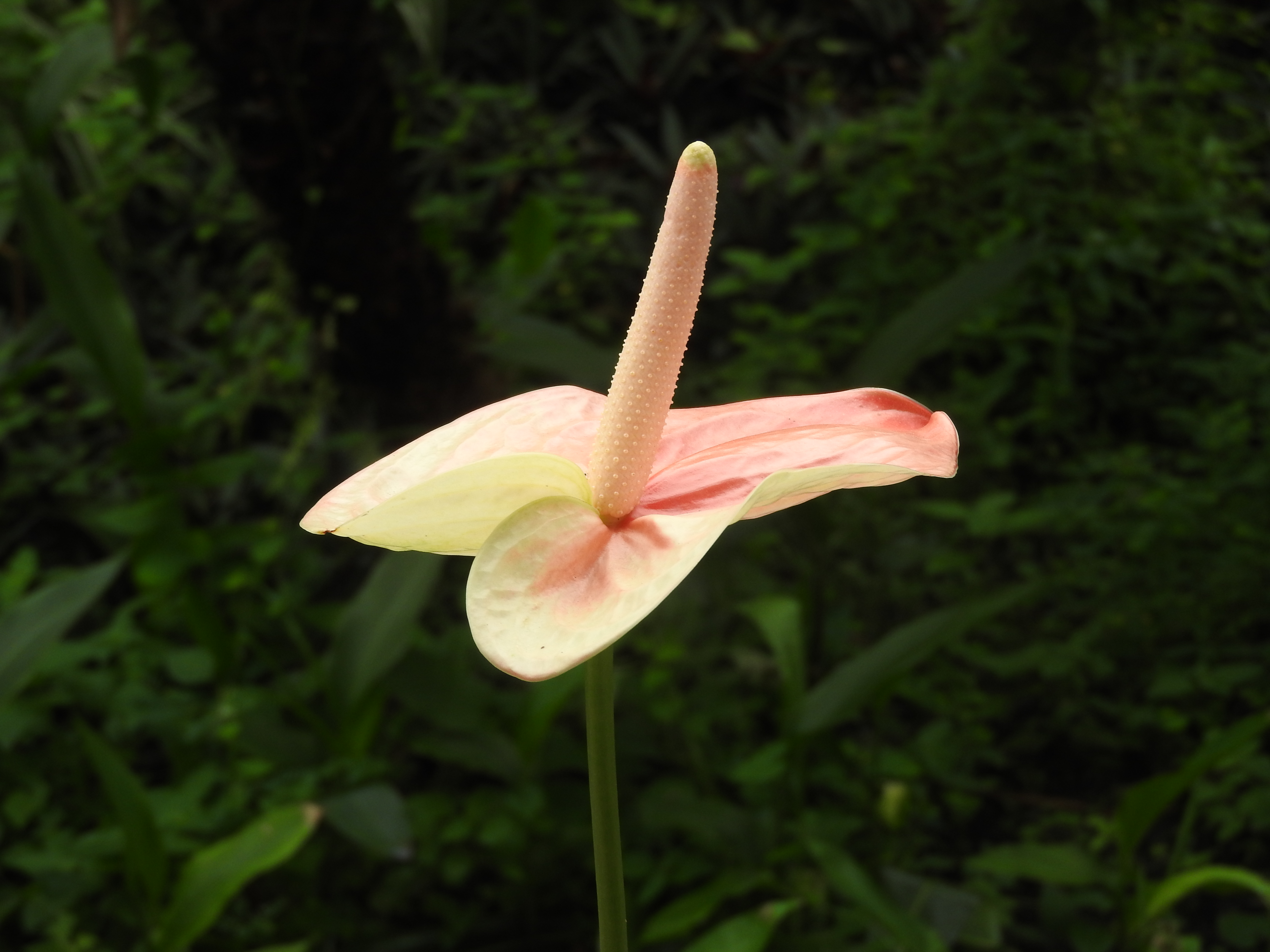 Anthurium beauty