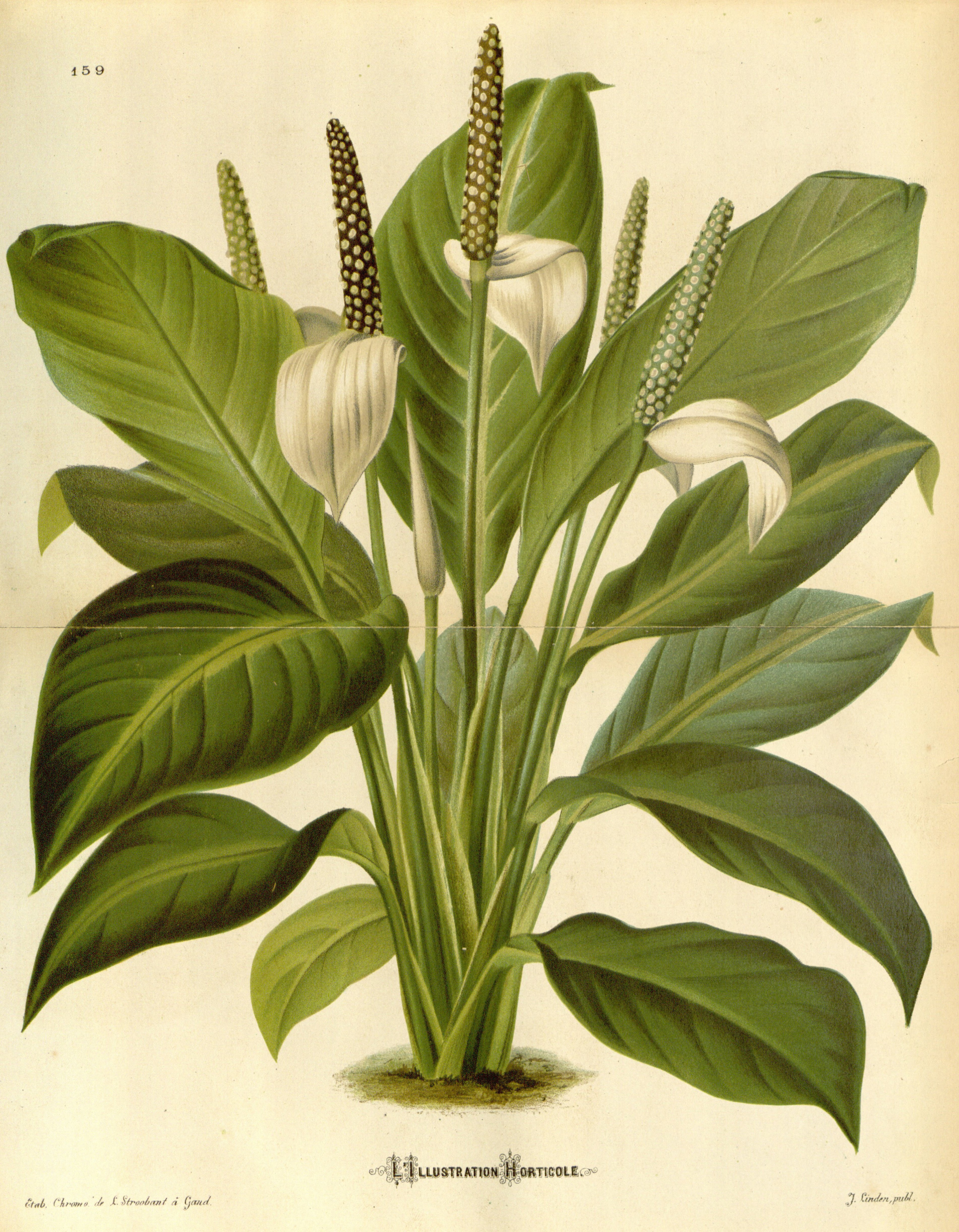 Anthurium floribundum 21-159