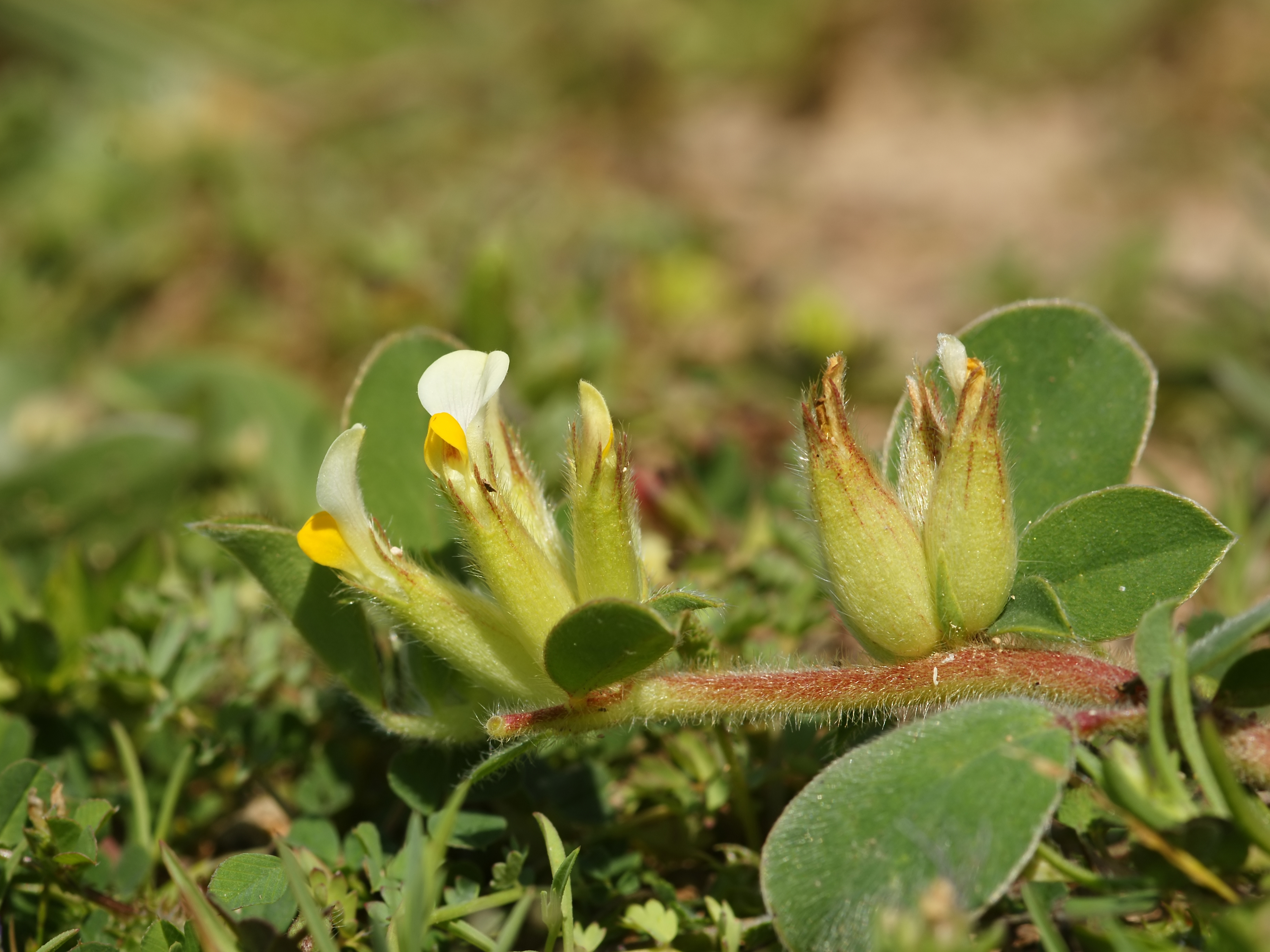 Anthyllis tetraphylla (plant)