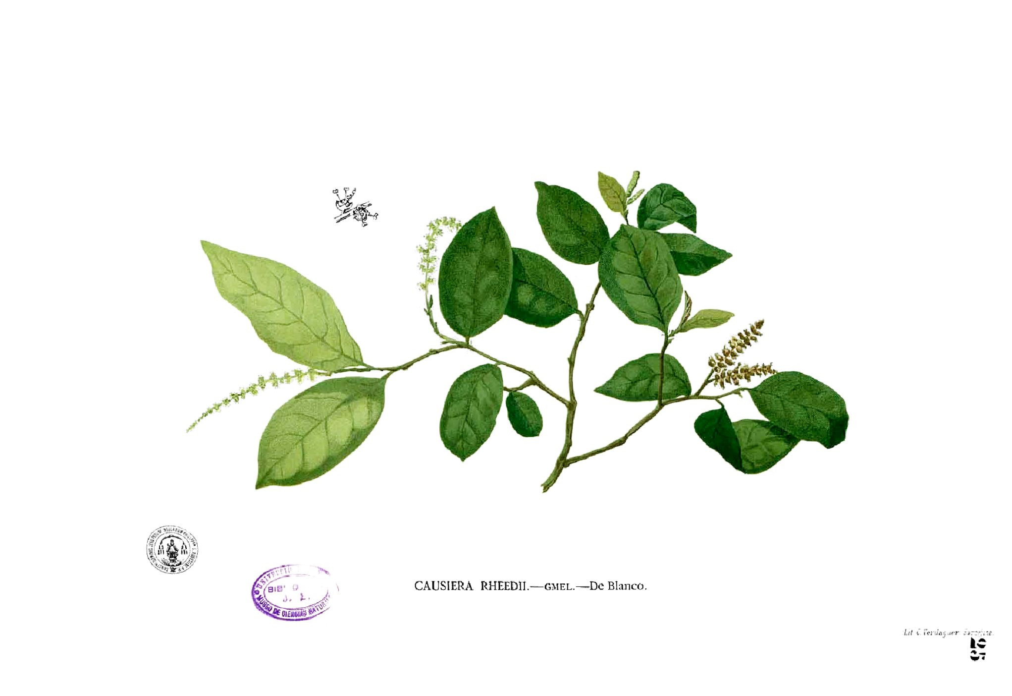 Antidesma ghaesembilla Blanco1.25
