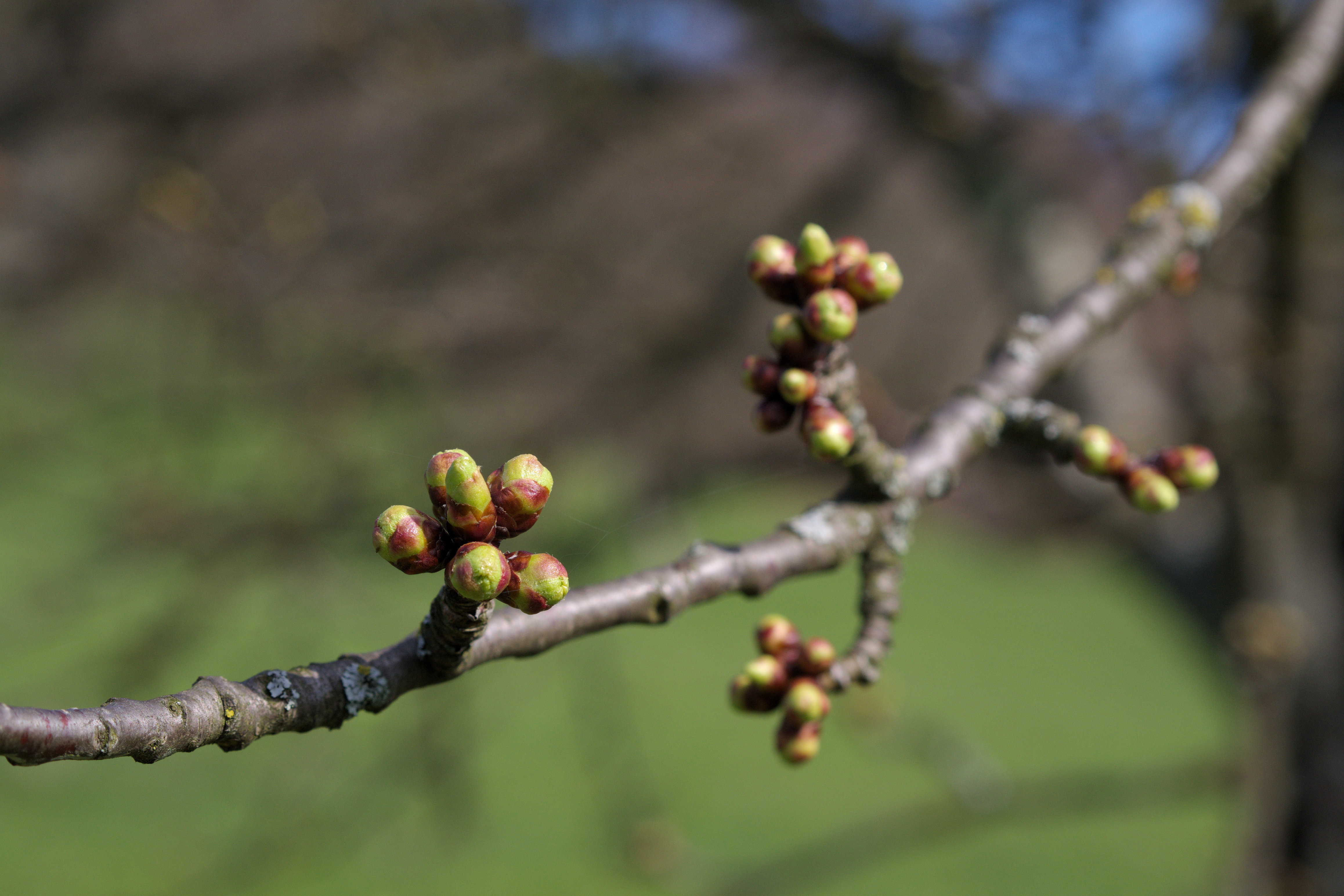 Apple-tree-buds