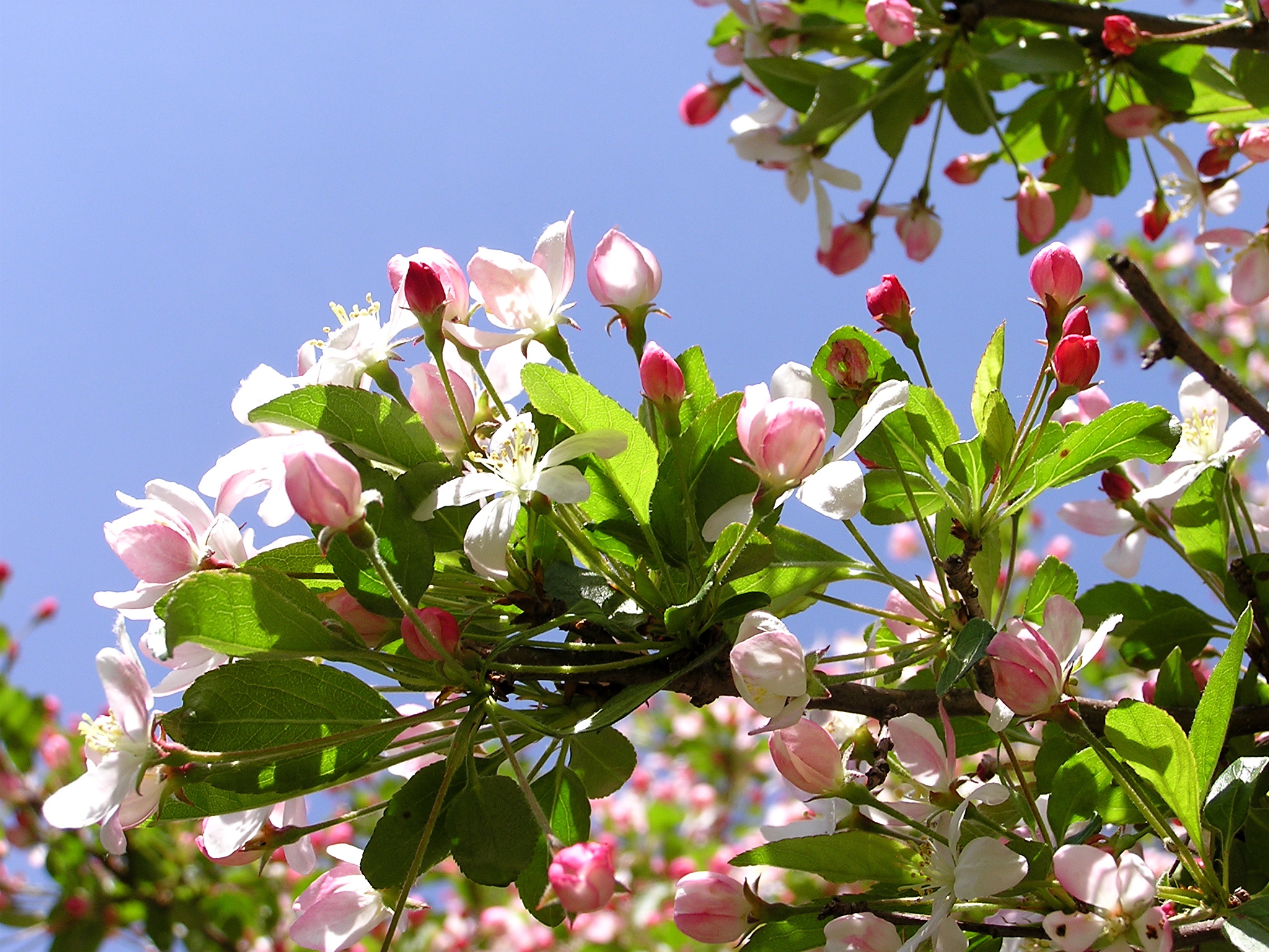Apple blossom 1r