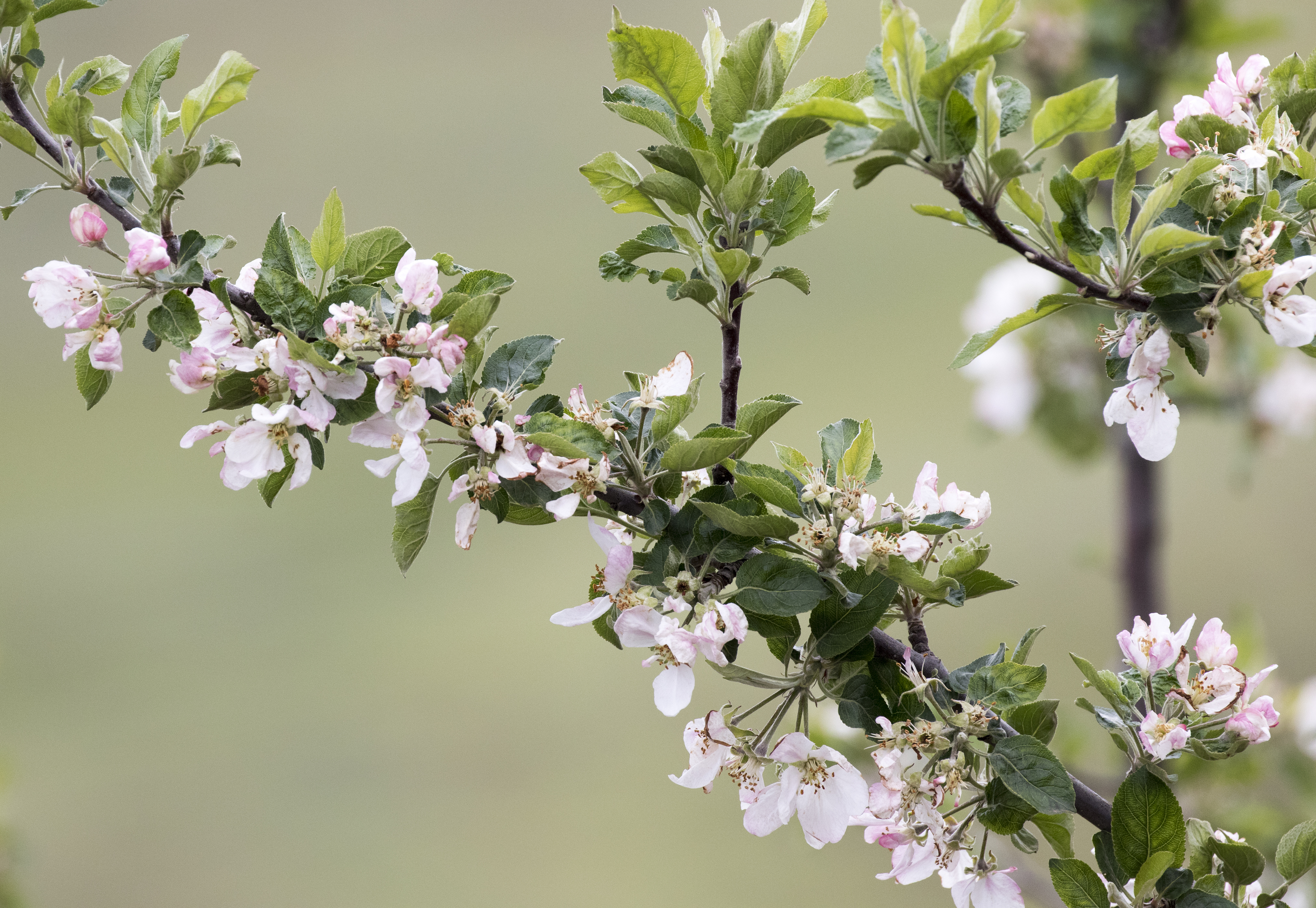 Apple flowers, Tufanbeyli 01