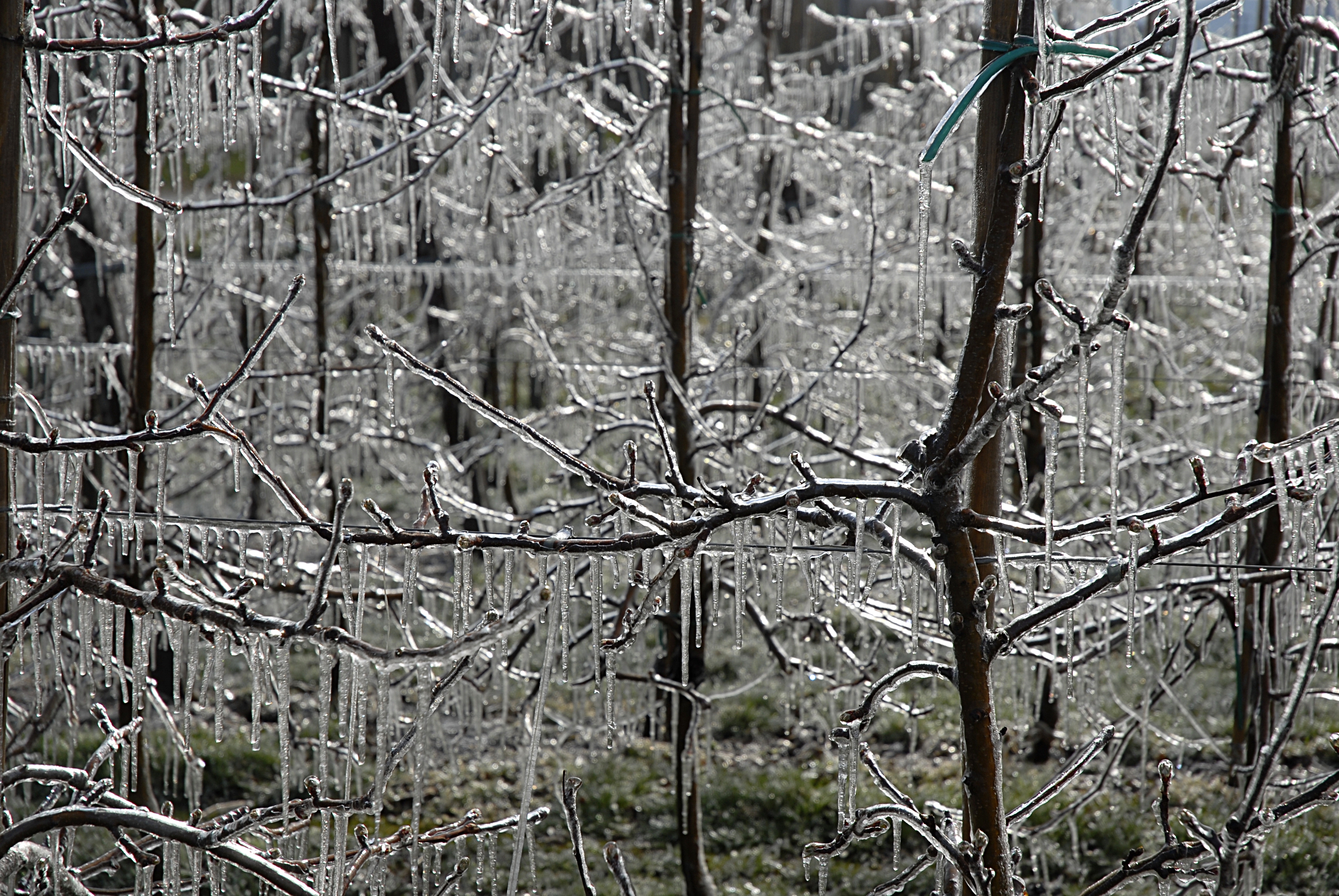 Apple trees covered with ice