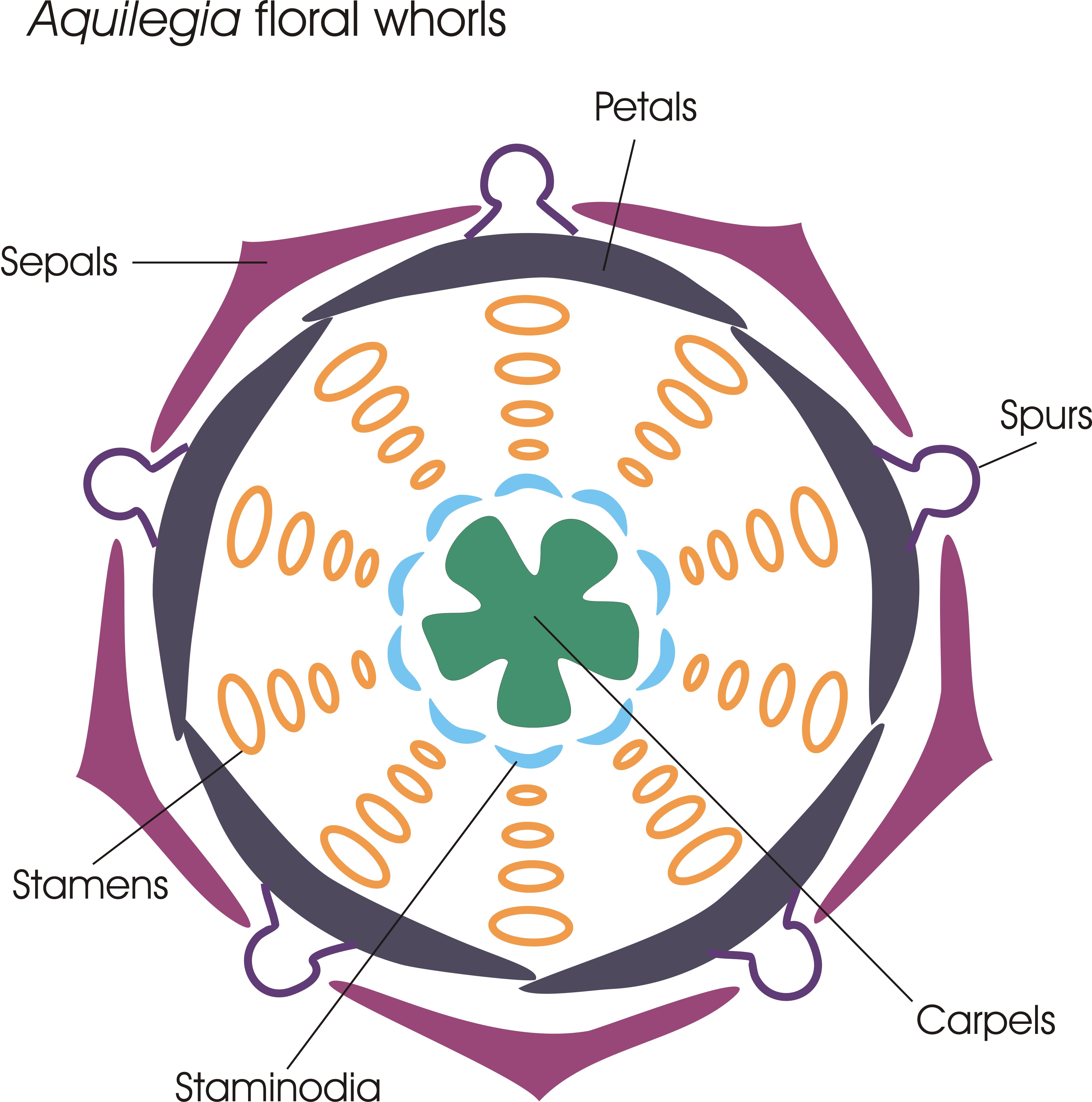 Aquilegia floral whorls