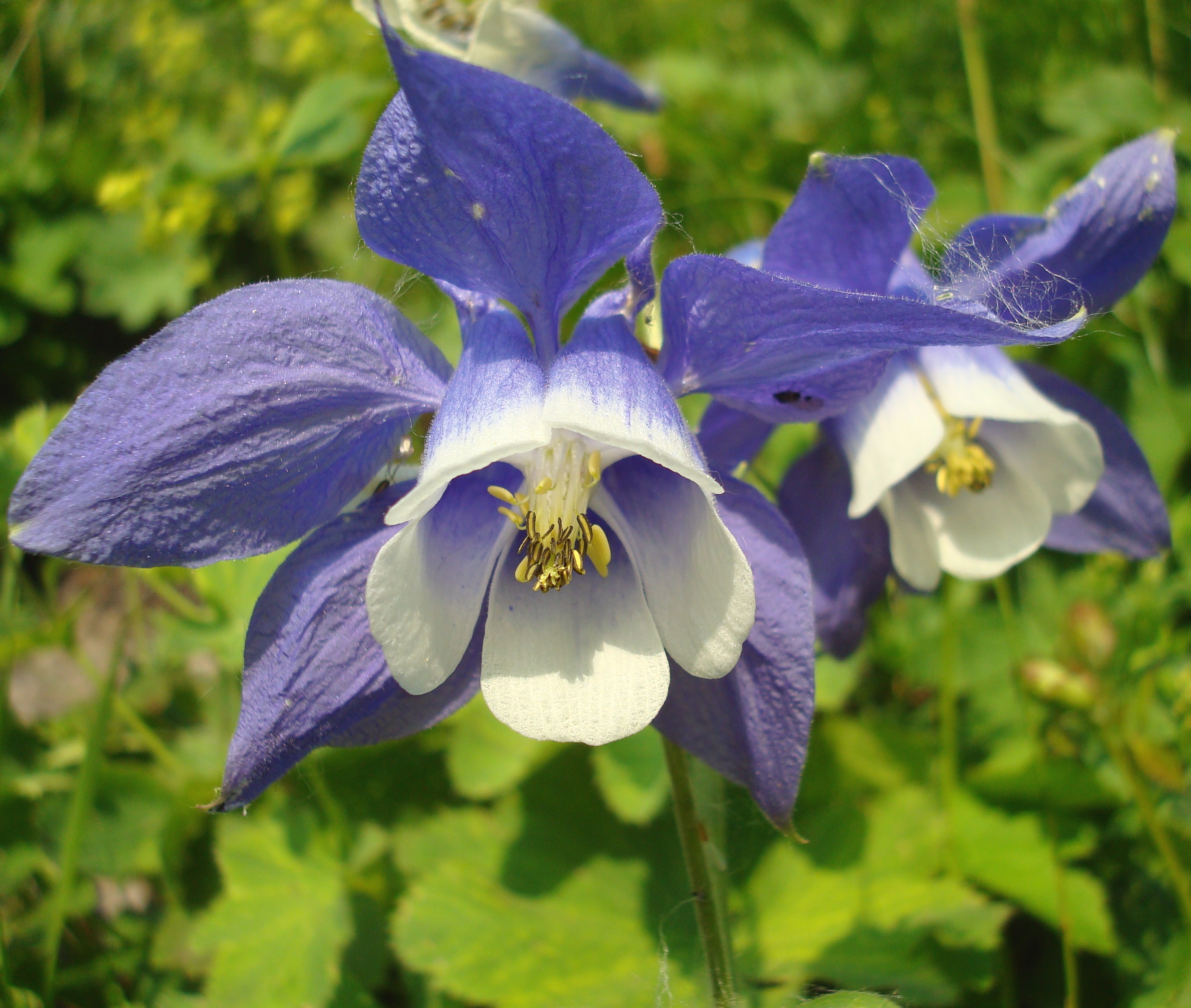 Aquilegia olympica in Caucasus