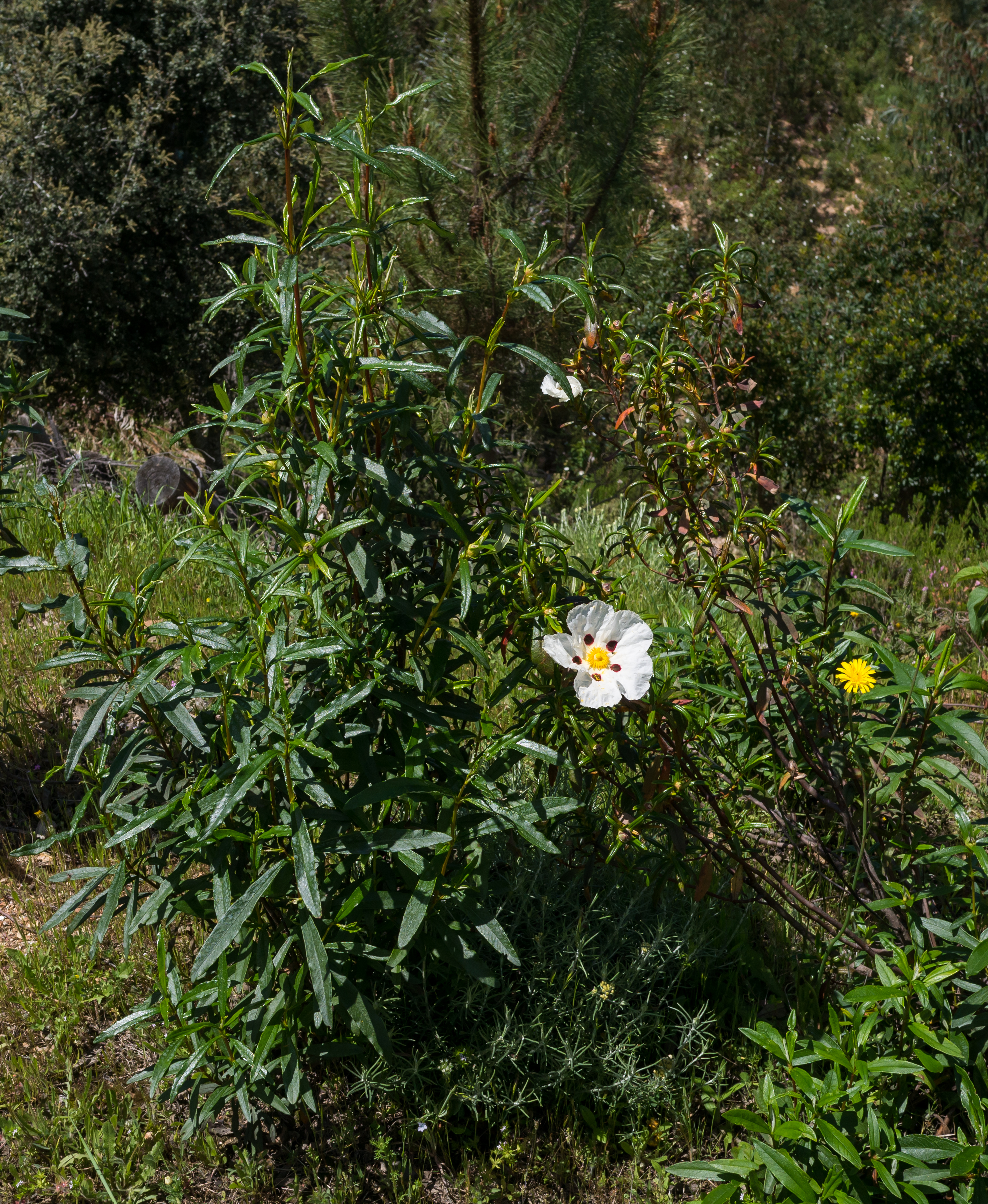 Aracena - Cistus ladanifer 01