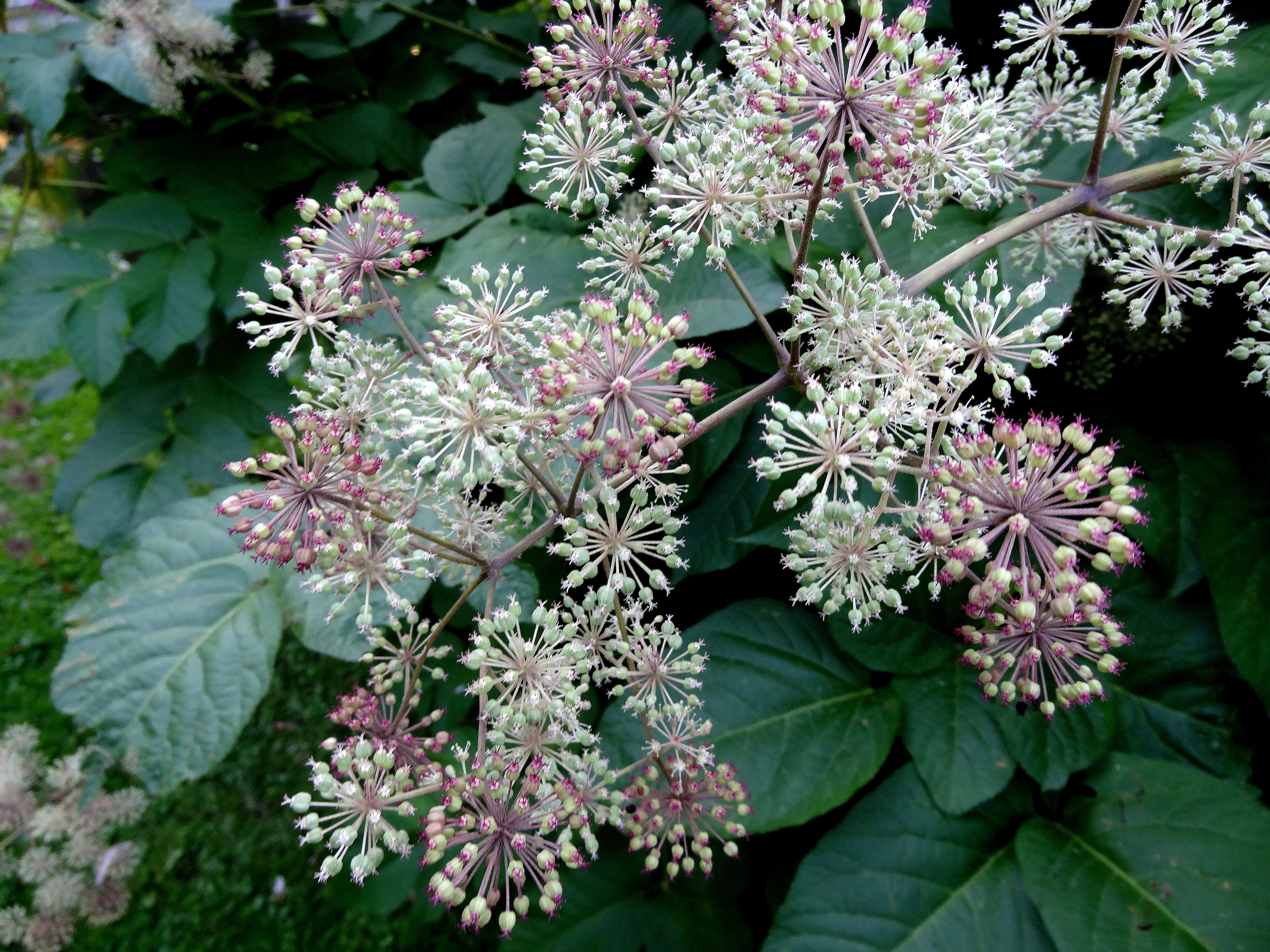 Aralia californica S.Watson (7983057570)