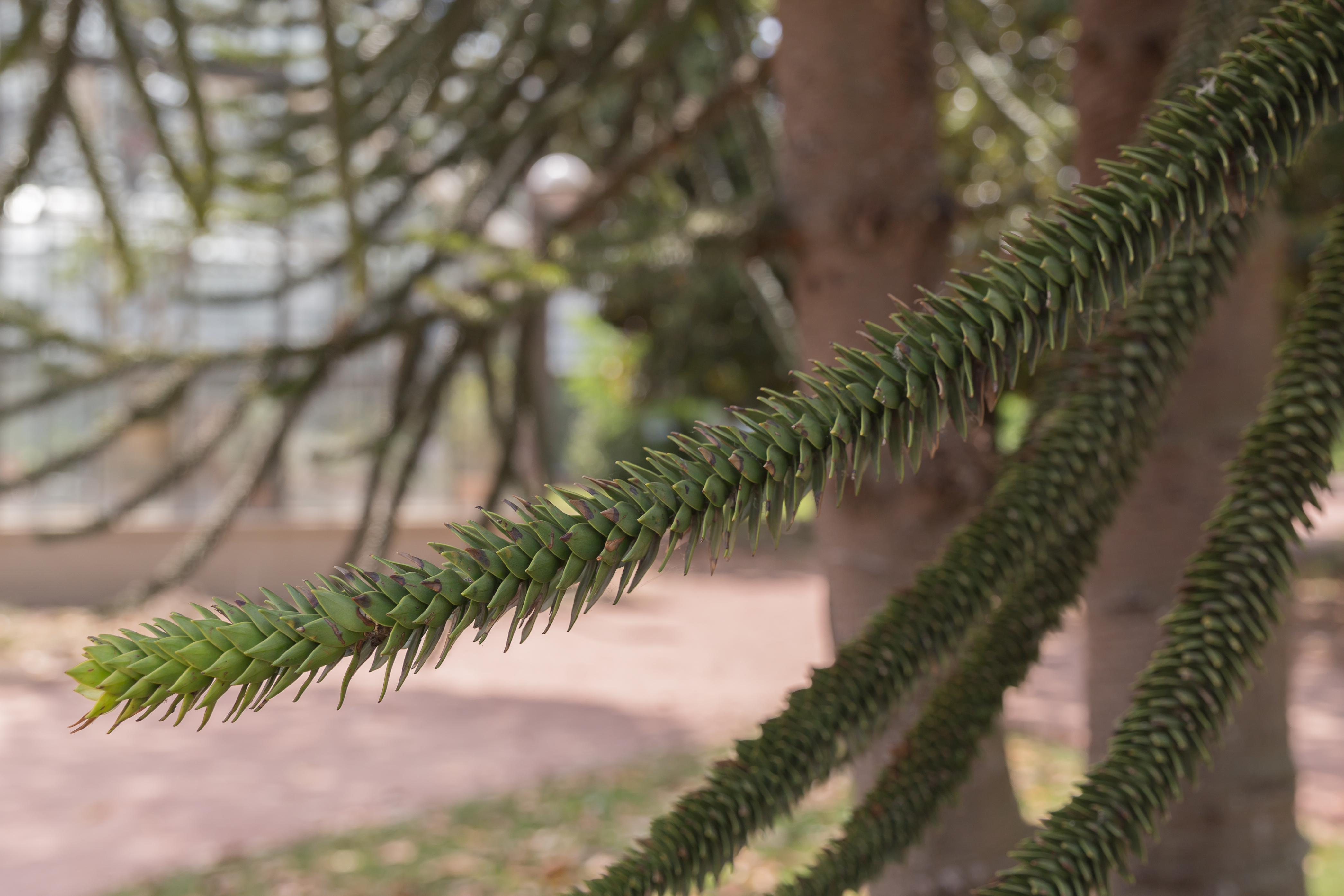 Araucaria araucana (Araucaria du Chili) - 98