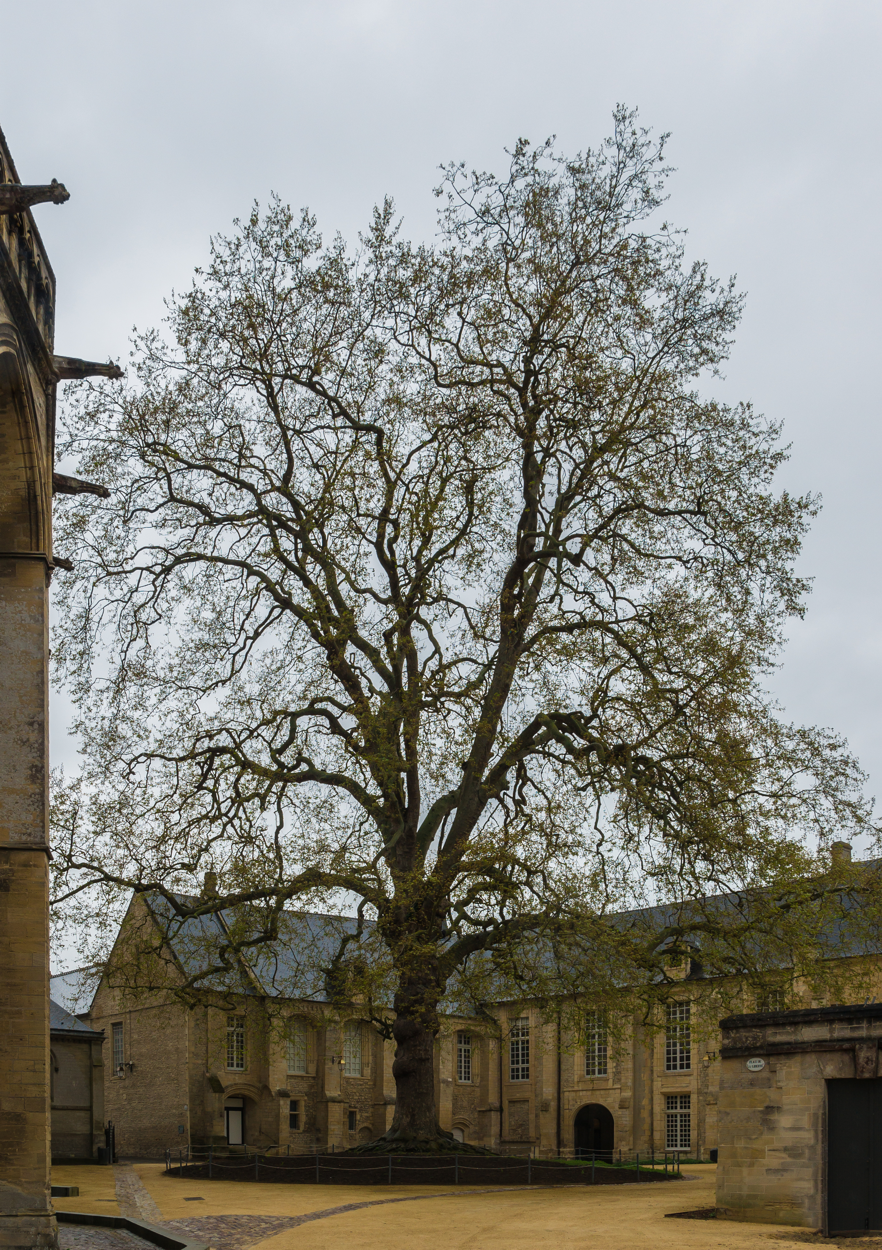 Arbre de la Liberté Bayeux