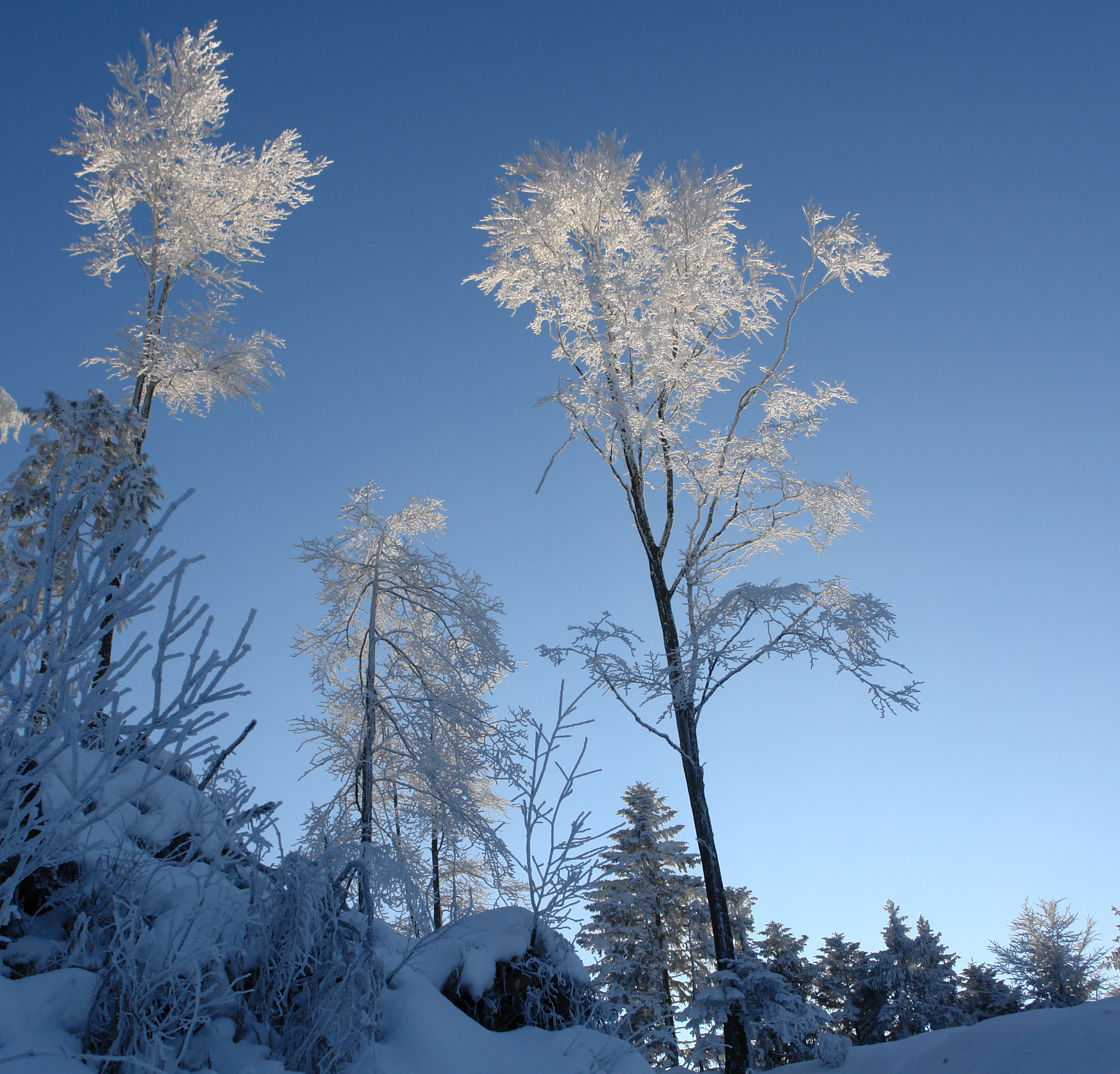 Arbres givrés