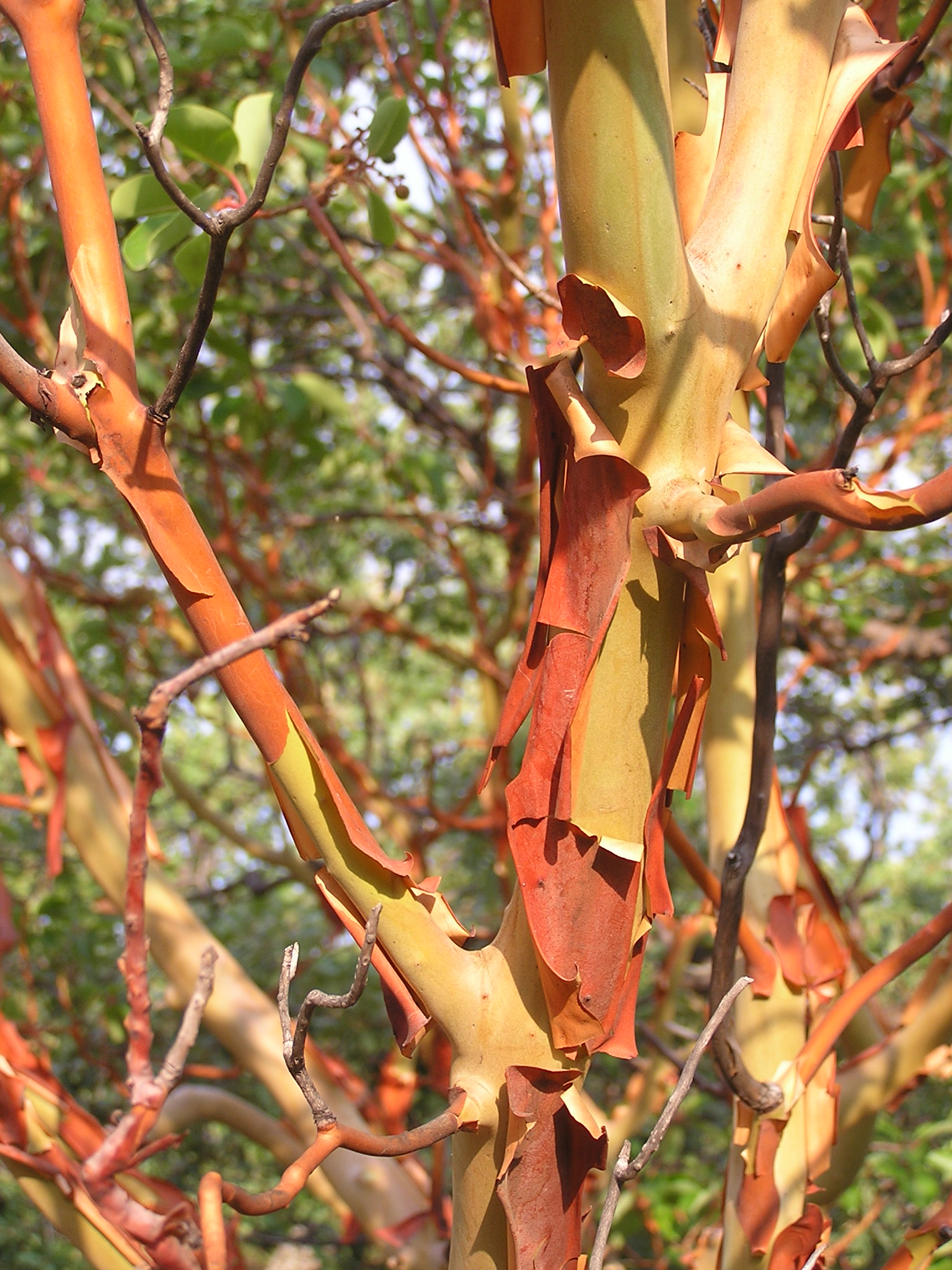 Arbutus andrachne bark (Ab plant 99)