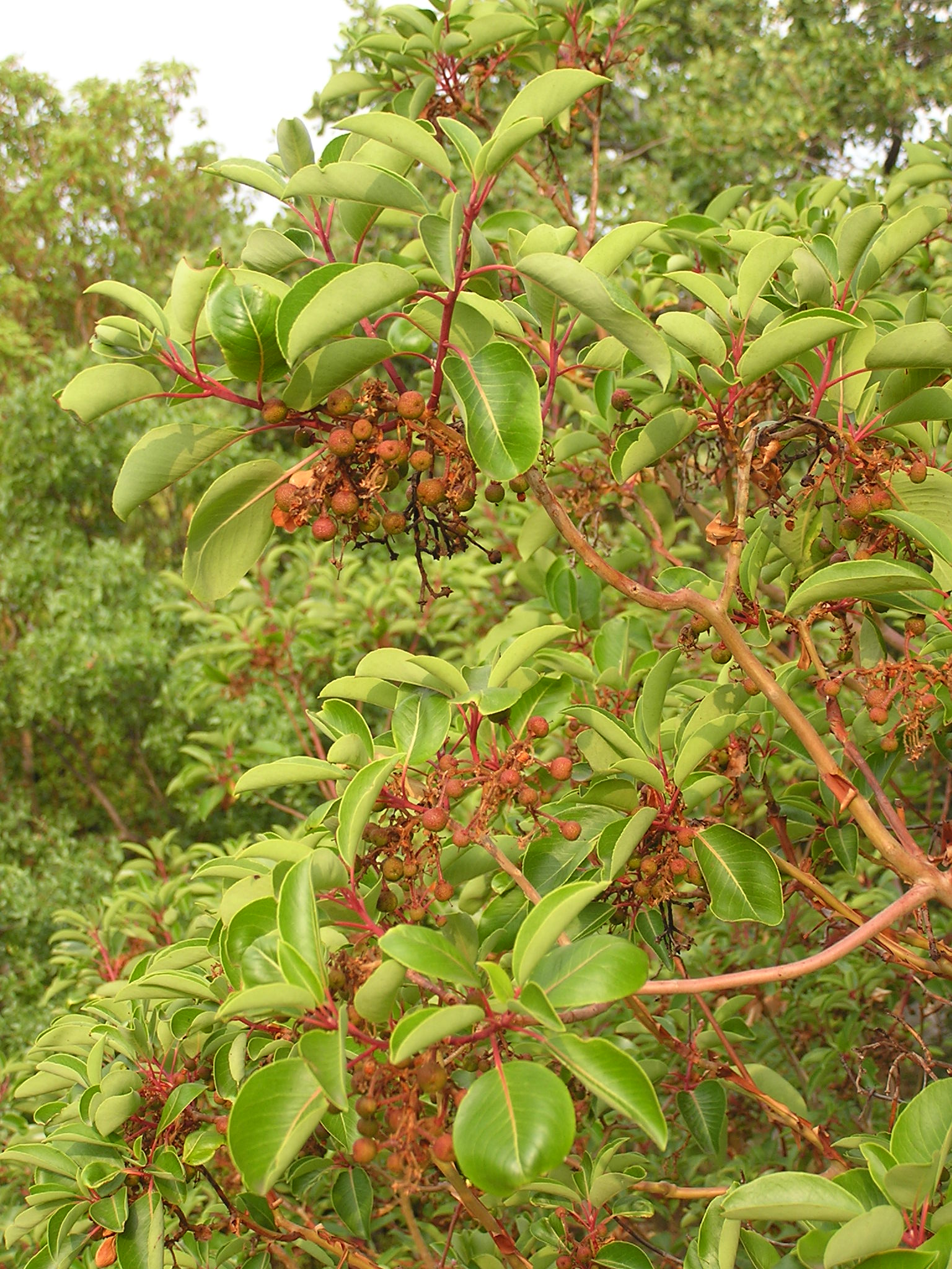 Arbutus andrachne fruit (Ab plant 100)