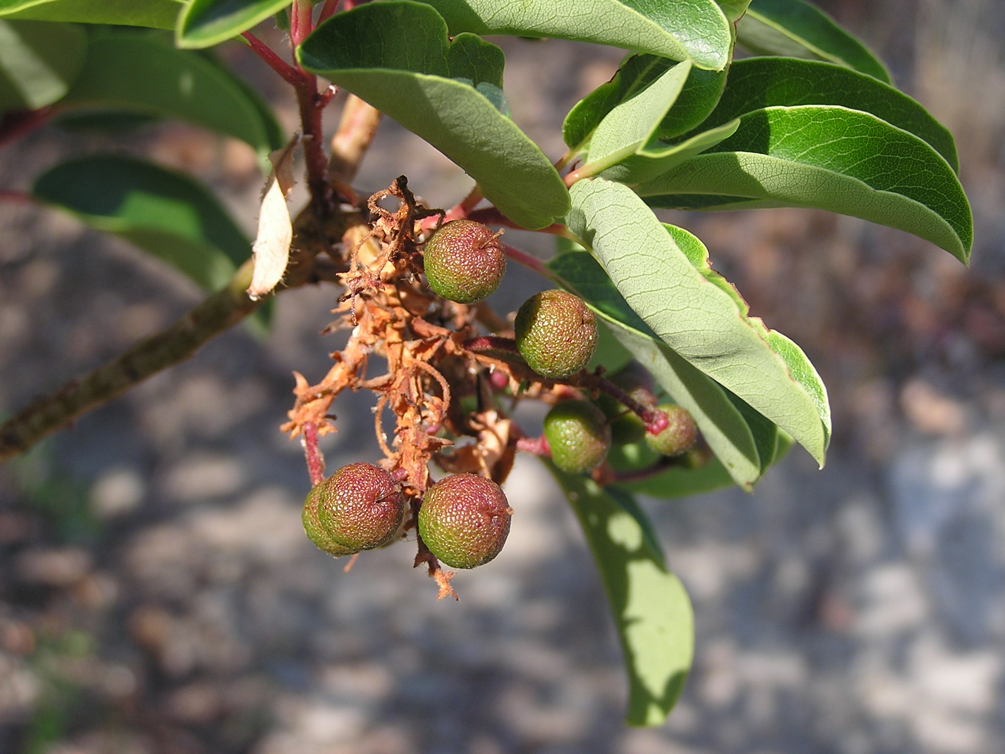 Arbutus andrachne fruit (Ab plant 98)