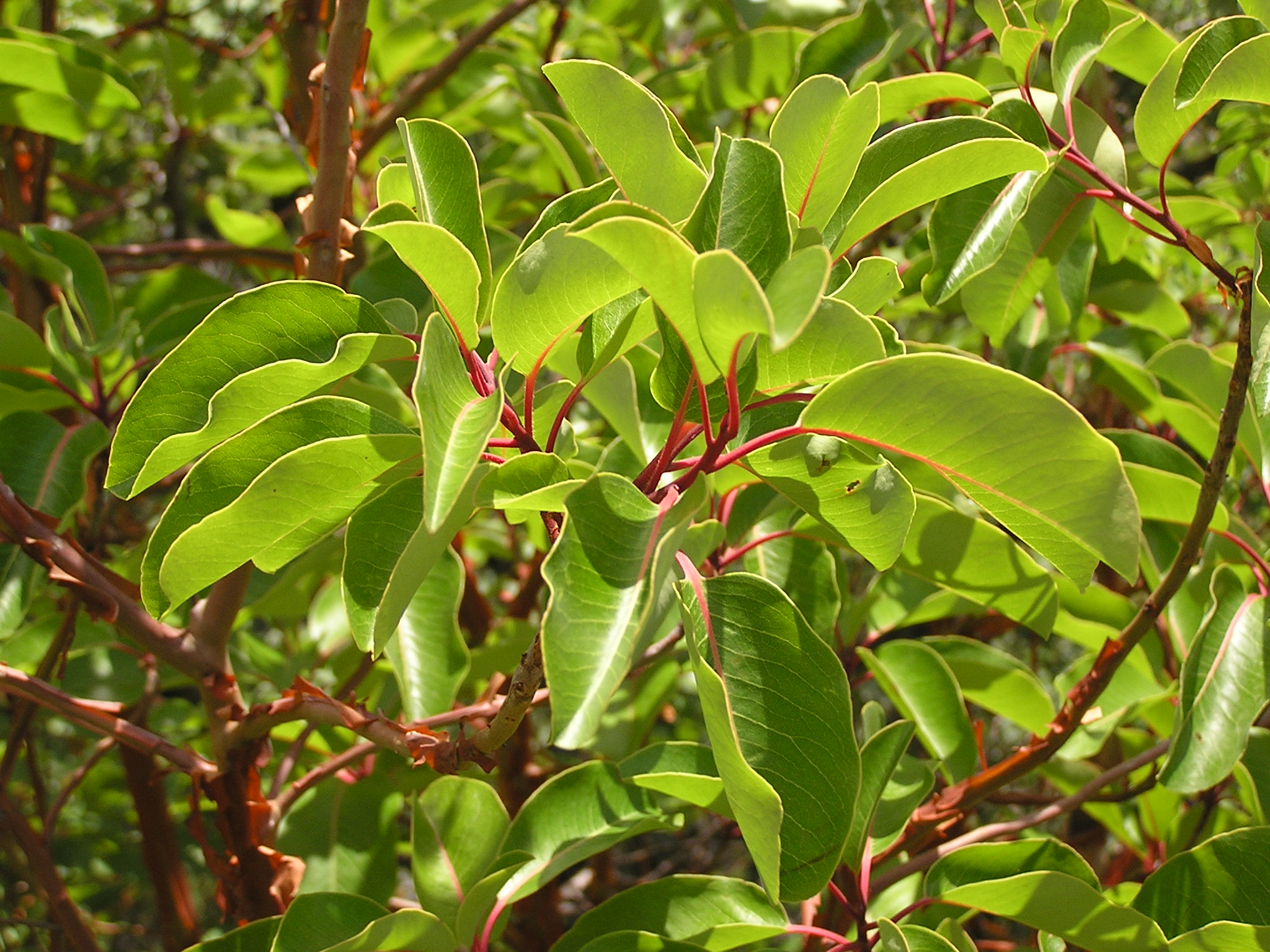 Arbutus andrachne leaves (Ab plant 101)