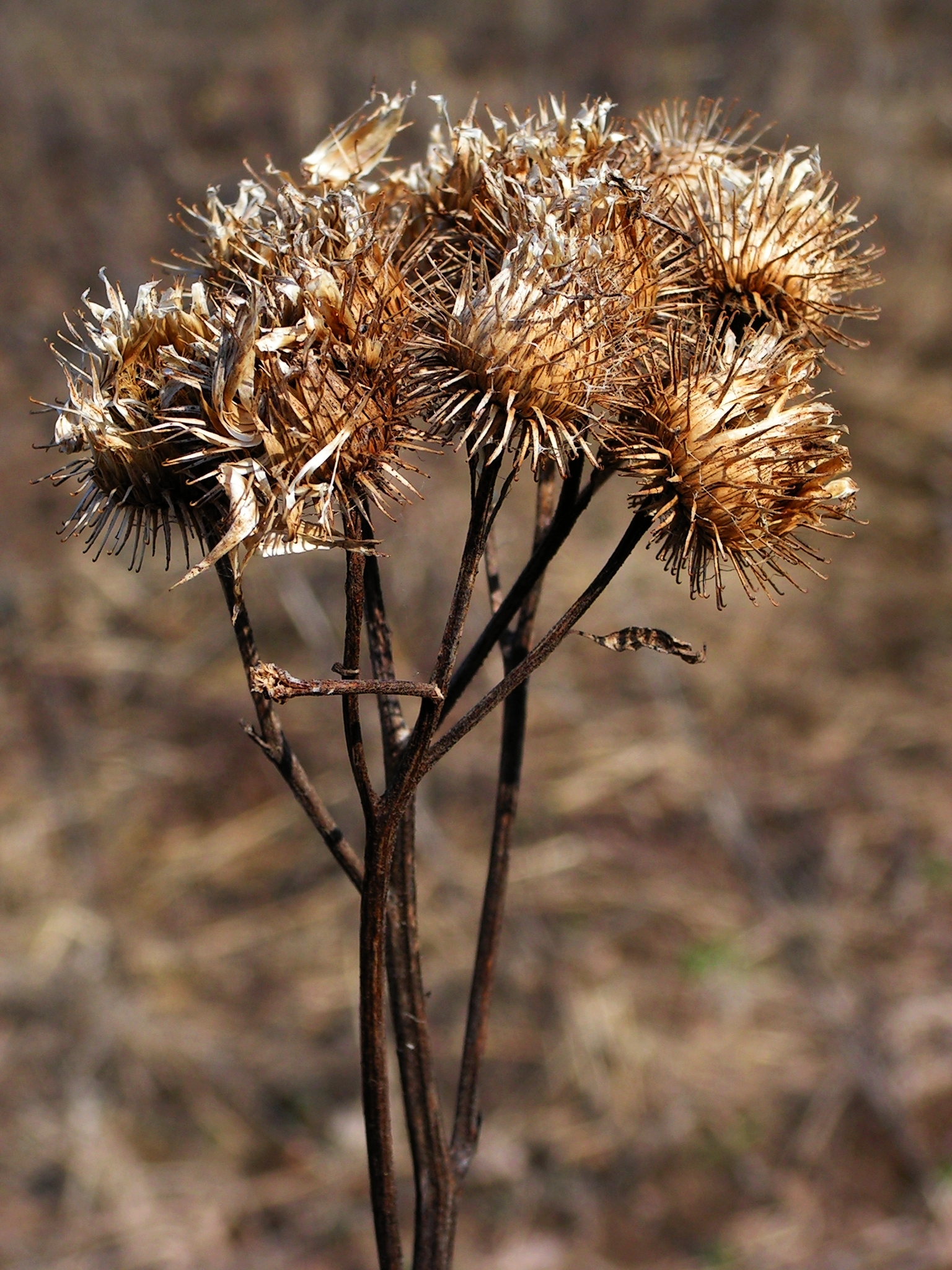 Arctium lappa20100409 34