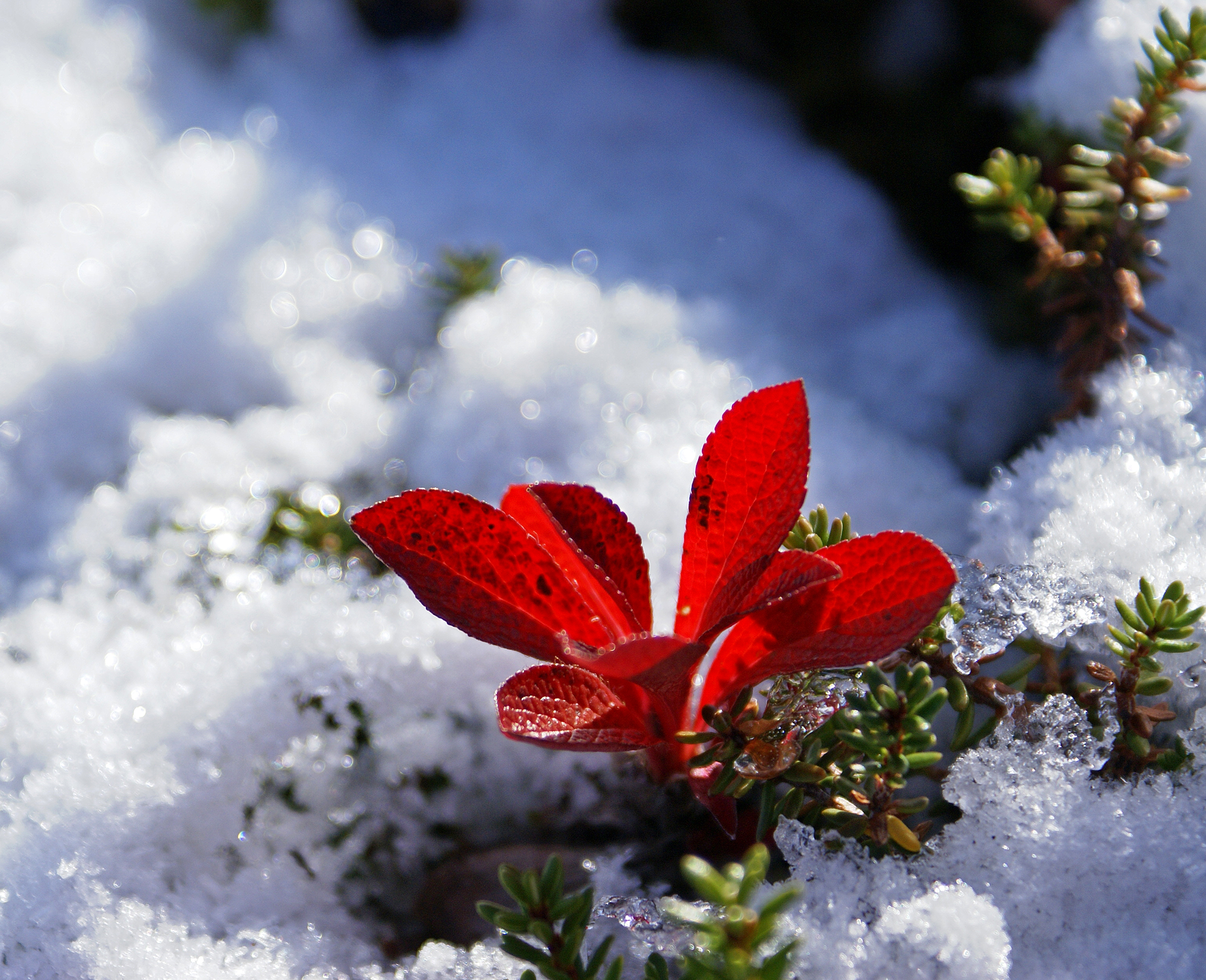 Arctostaphylos alpina in snow (3984442461)