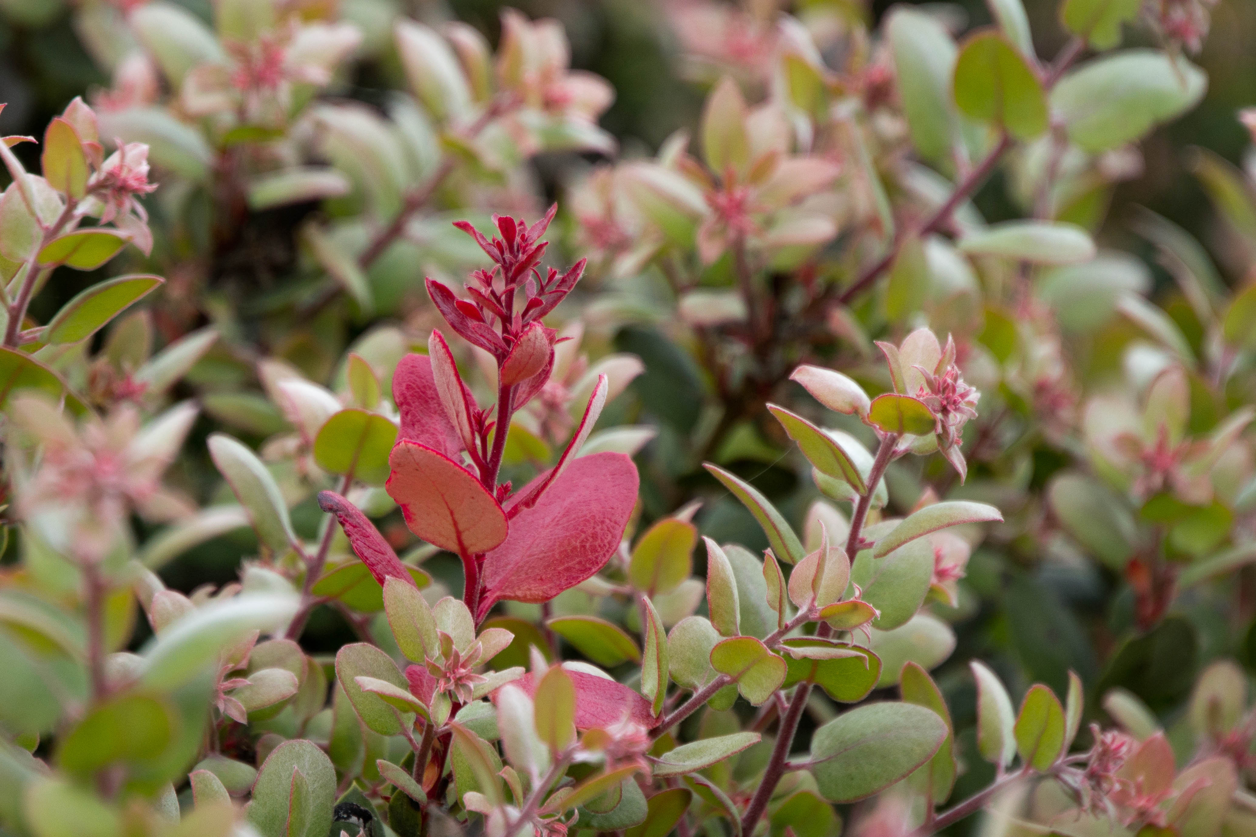 Arctostaphylos morroensis 005