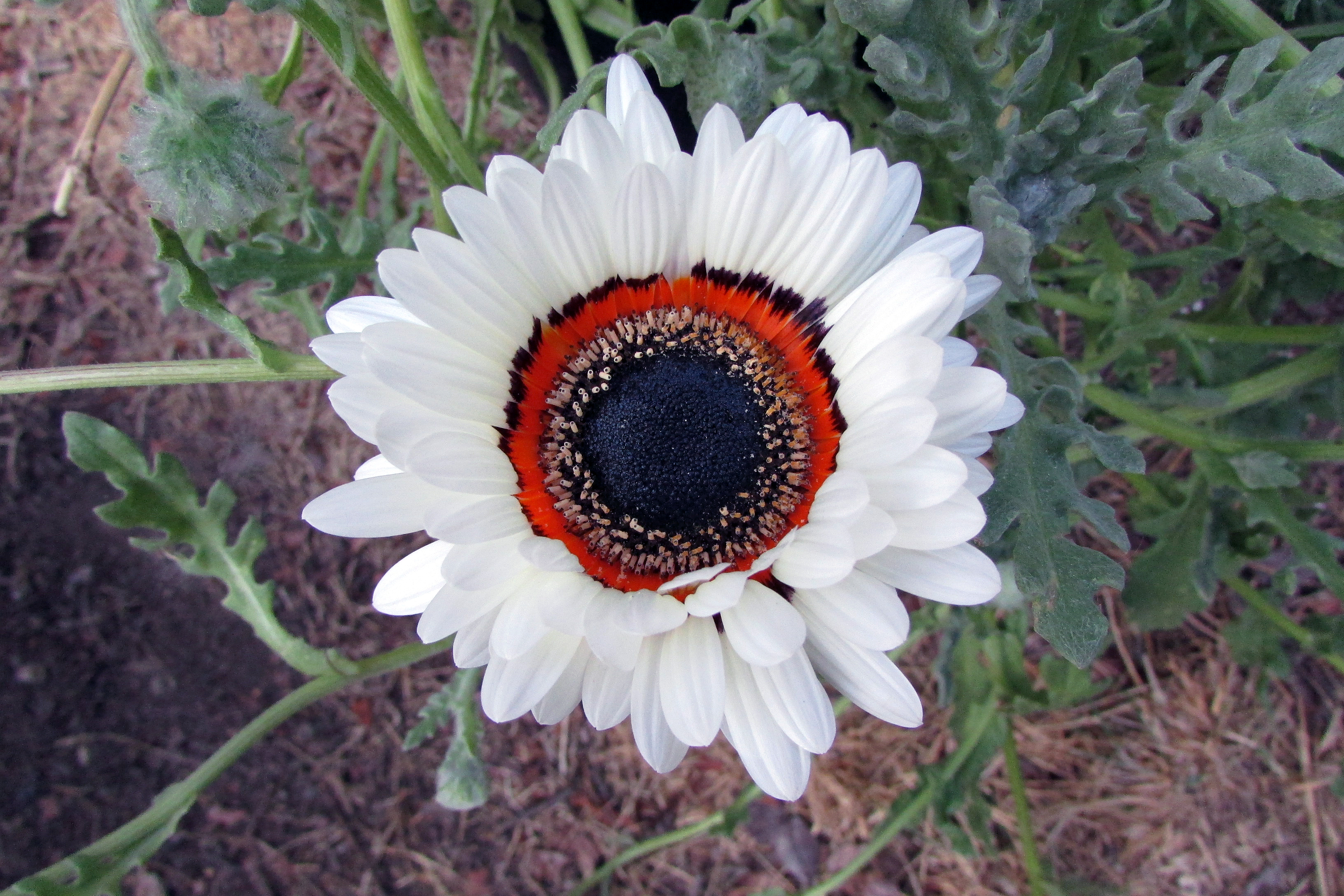 Arctotis fastuosa 666