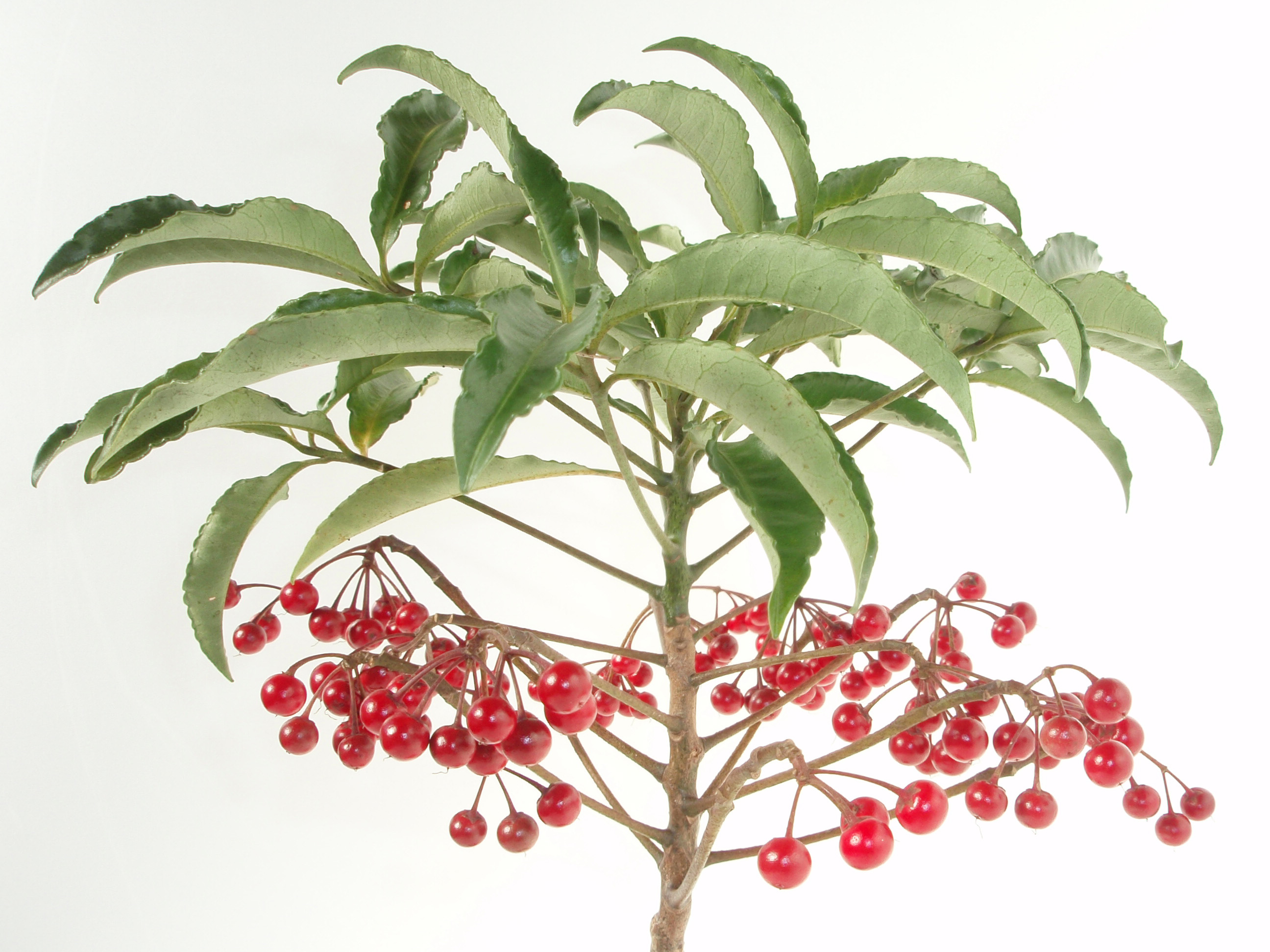 Ardisia crenata 20101209 a