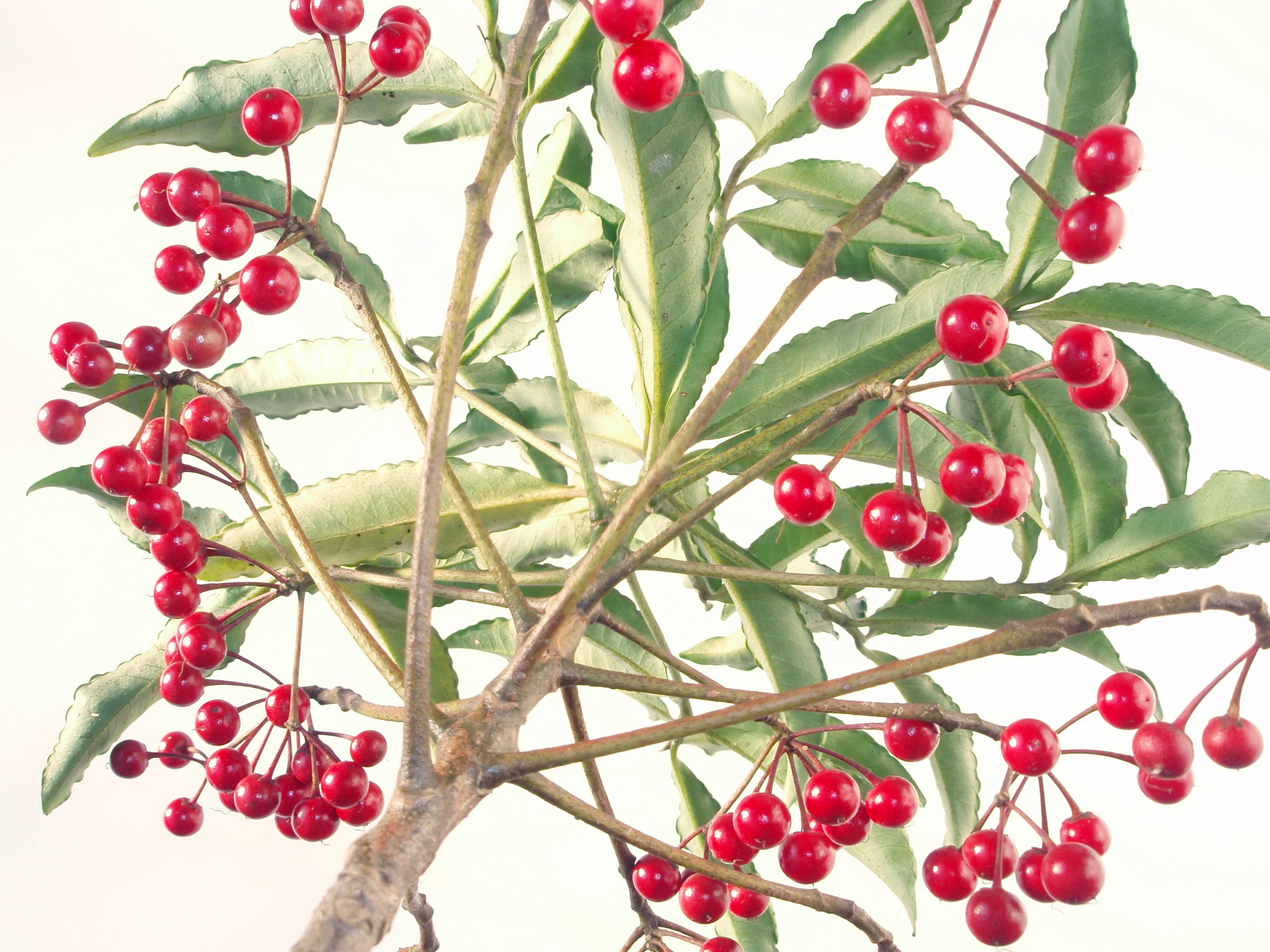 Ardisia crenata 20101209 c