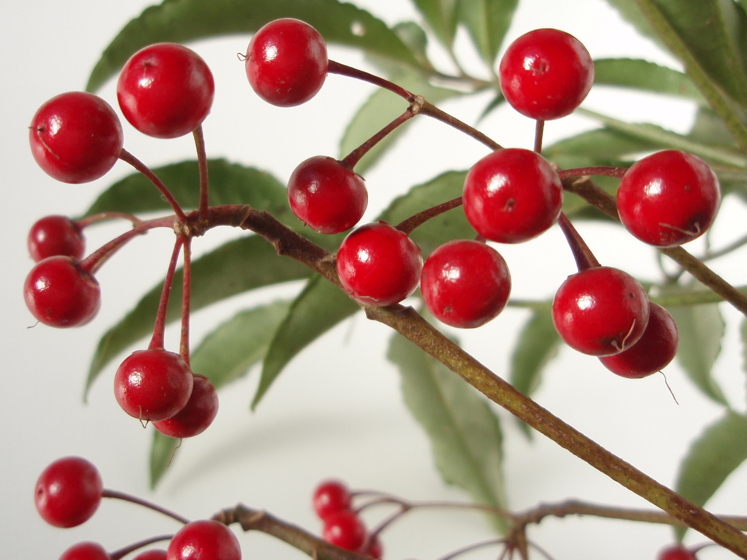 Ardisia crenata 20101209 e