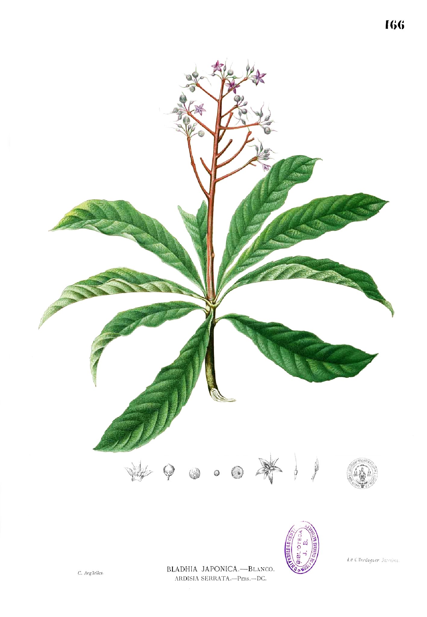 Ardisia pyramidalis Blanco1.166