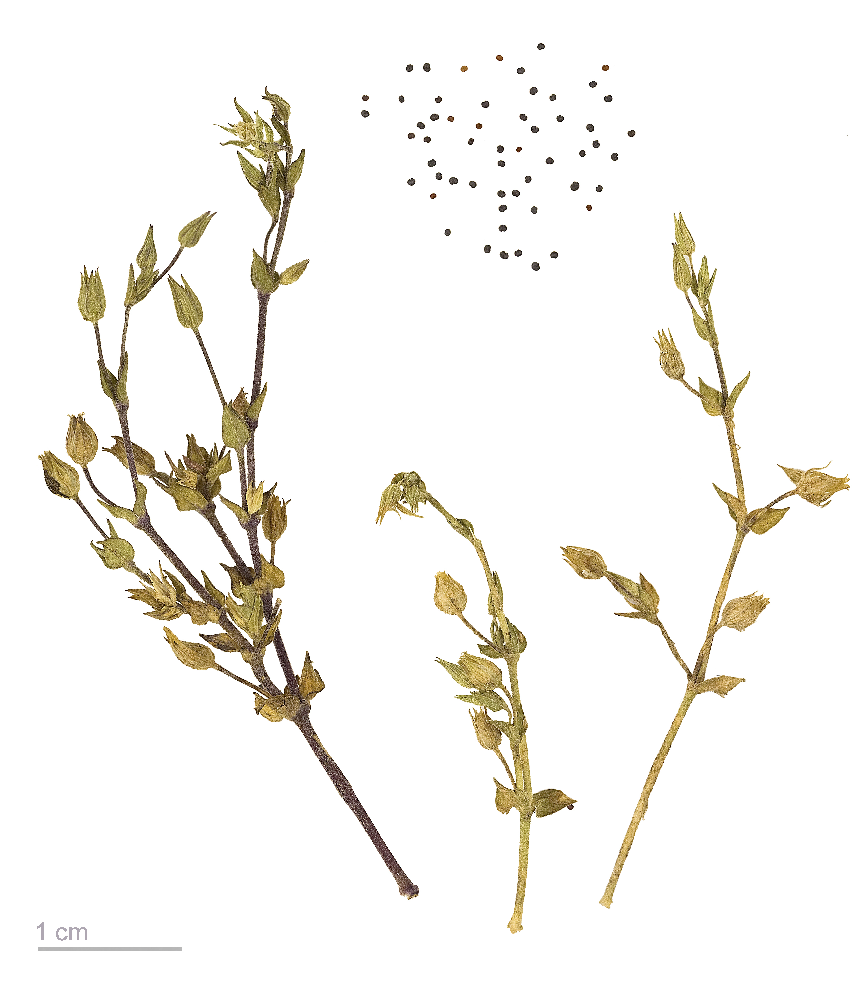 Arenaria serpyllifolia MHNT.BOT.2011.3.81