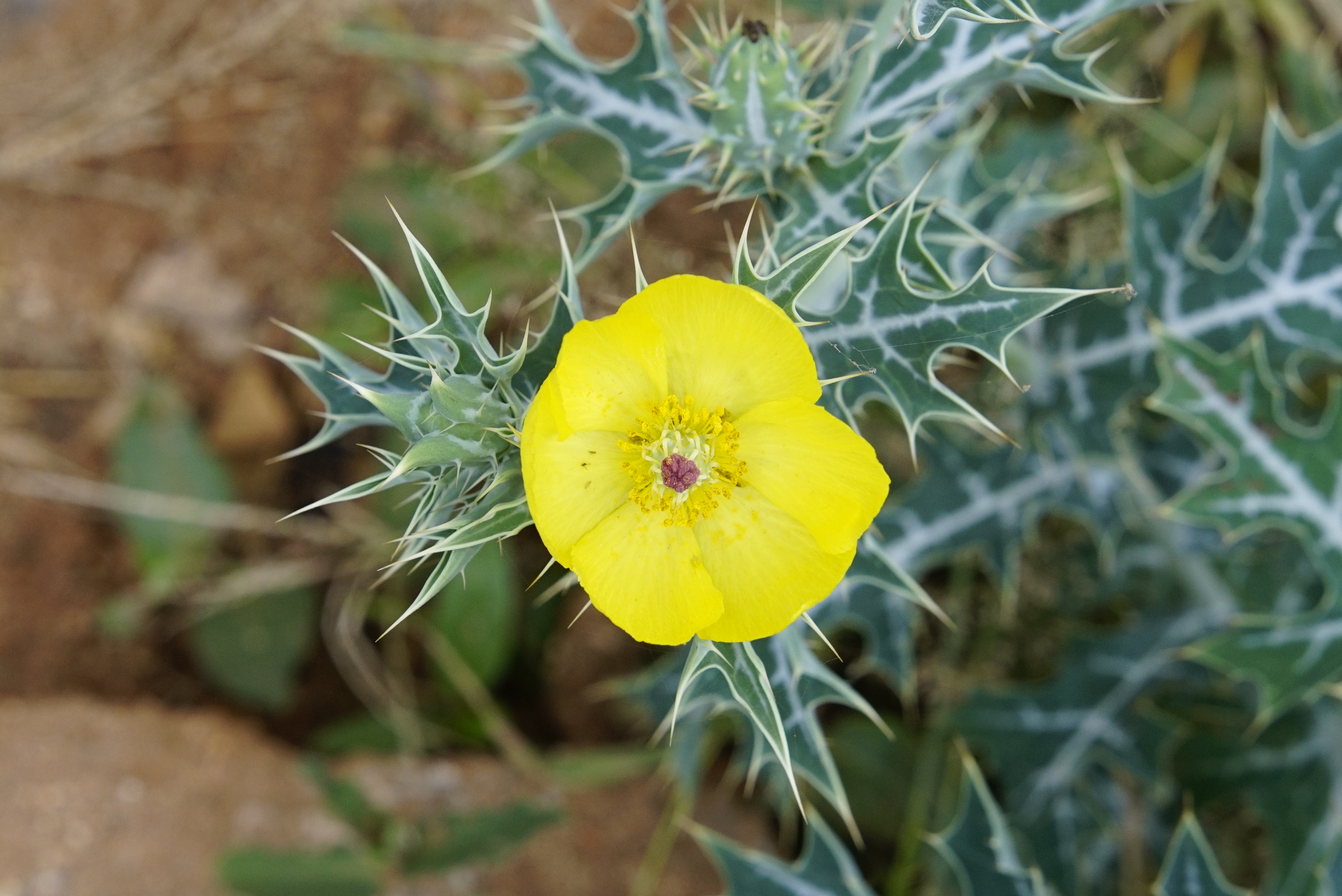 Argemone mexicana 2749