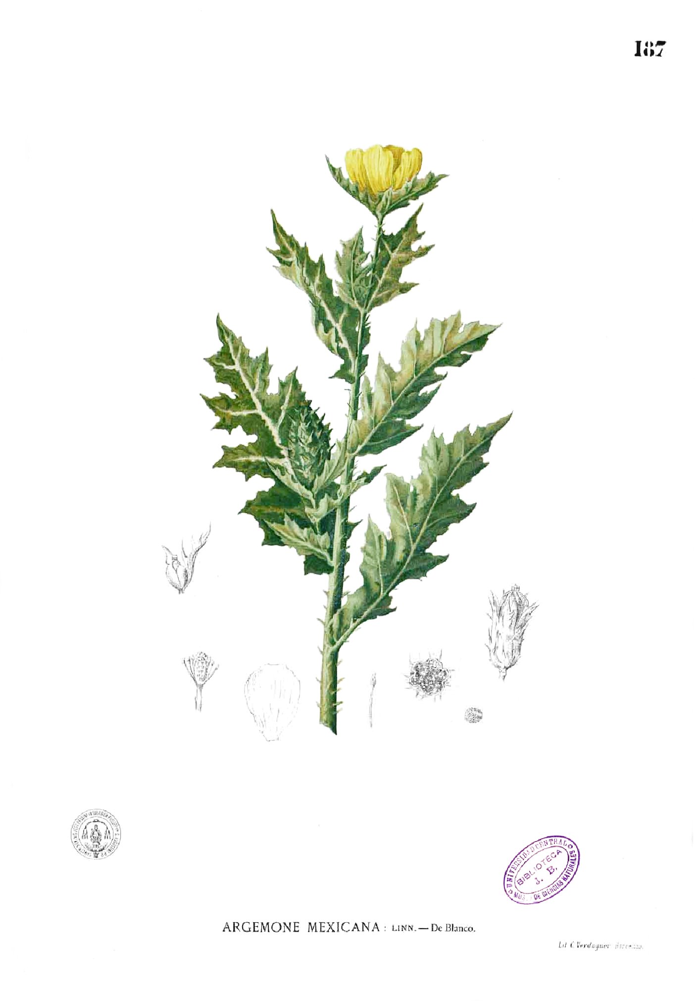 Argemone mexicana Blanco1.187