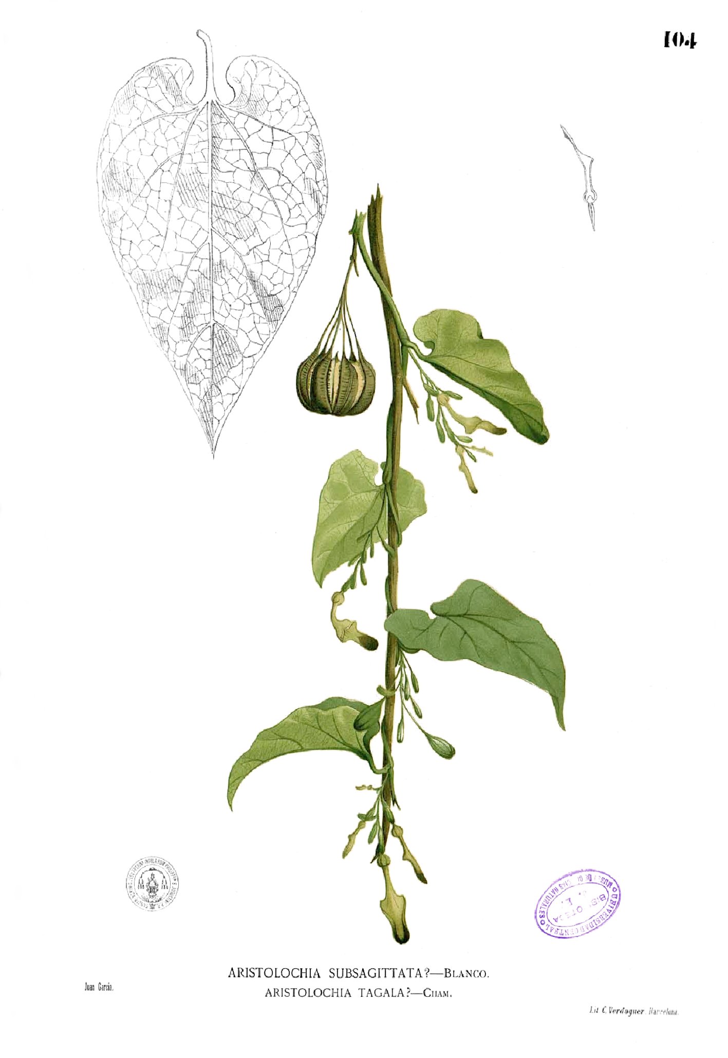 Aristolochia acuminata Blanco1.104