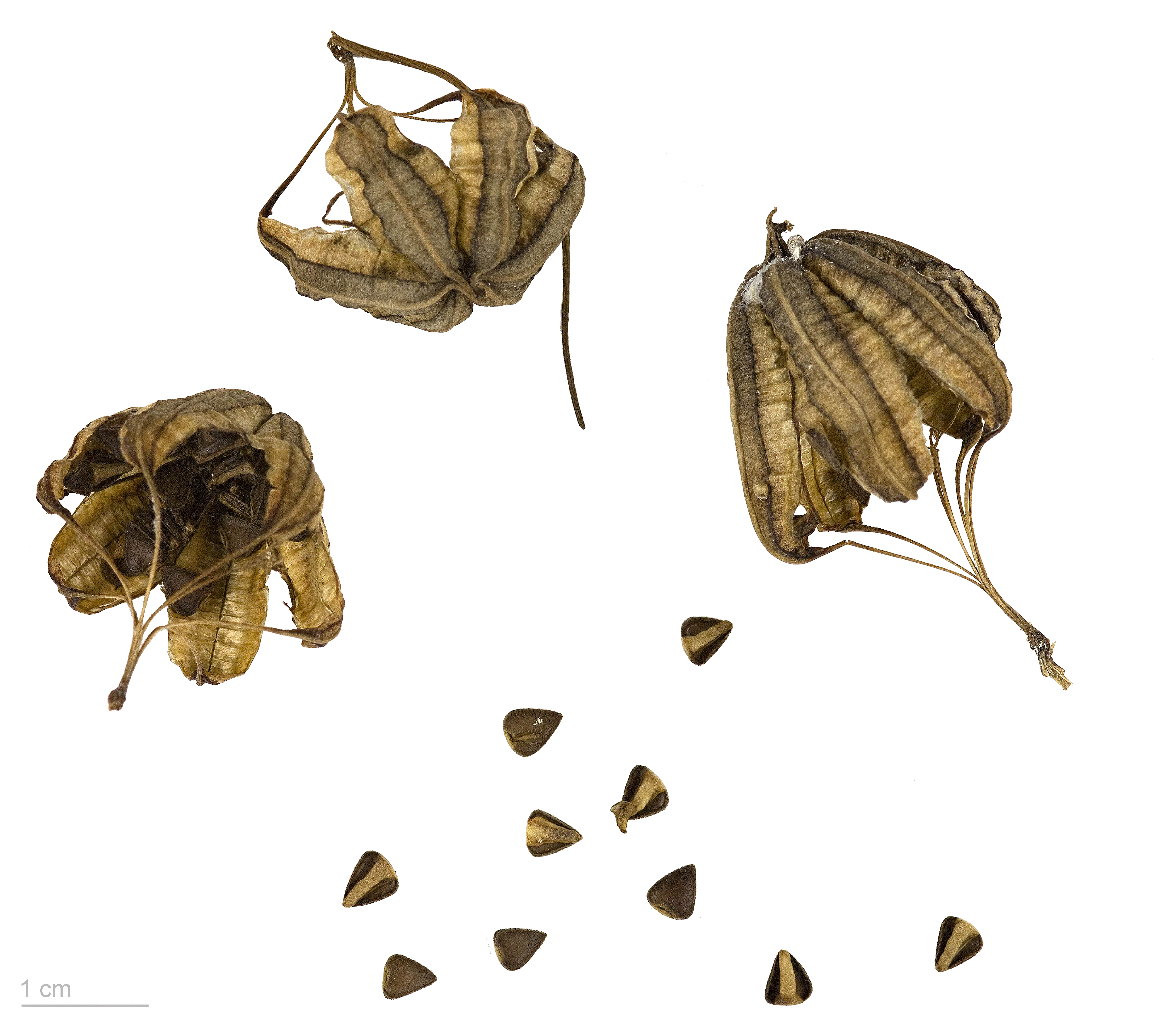 Aristolochia fimbriata MHNT.BOT.2007.40.63