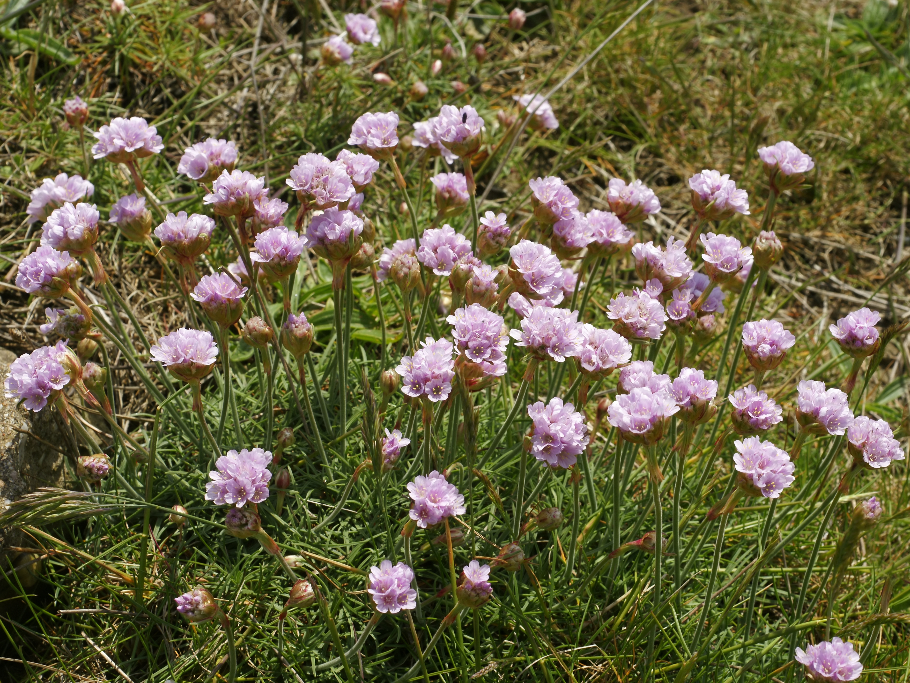Armeria maritima (plants)