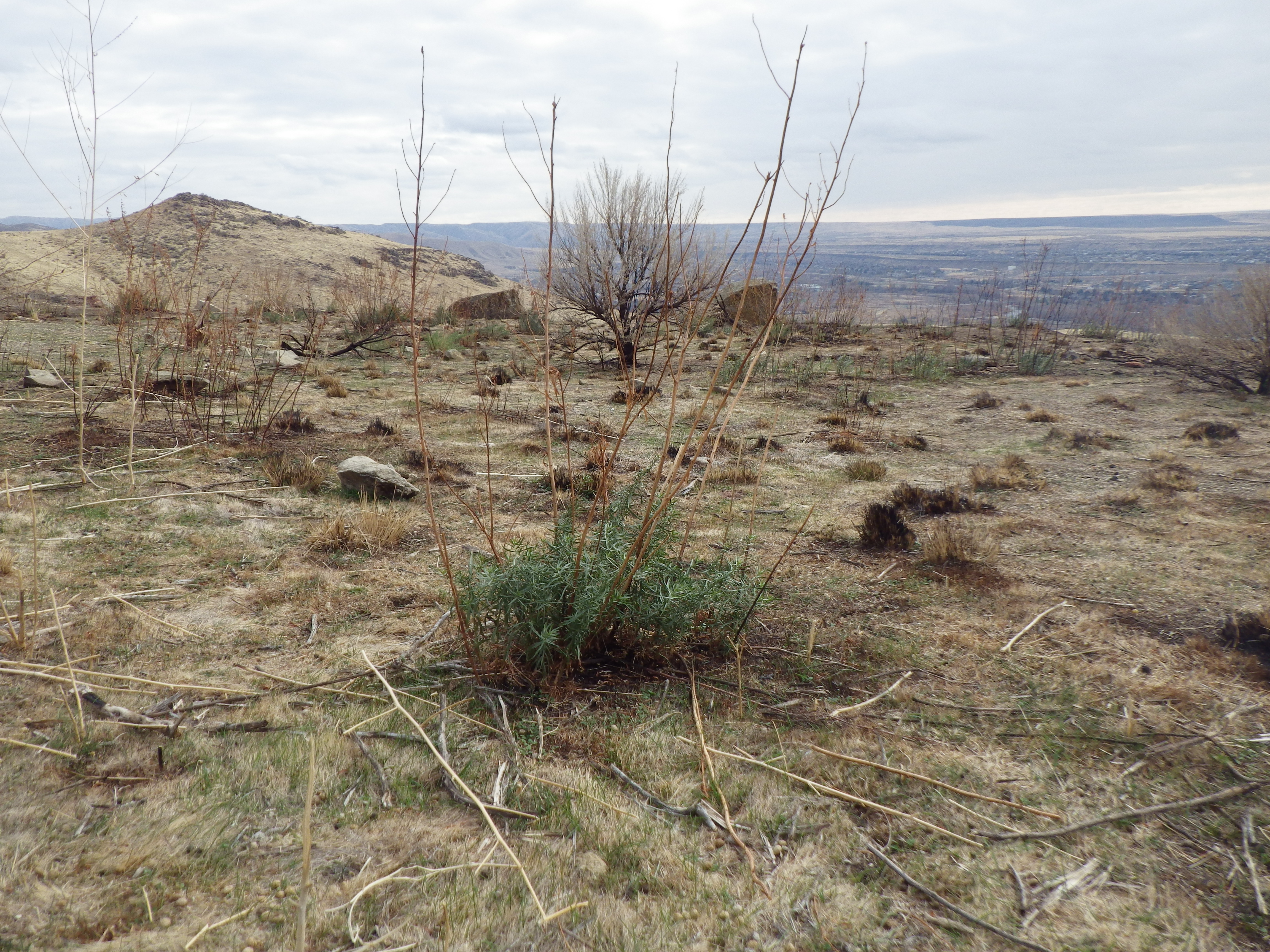 Artemisia dracunculus (8186673614)