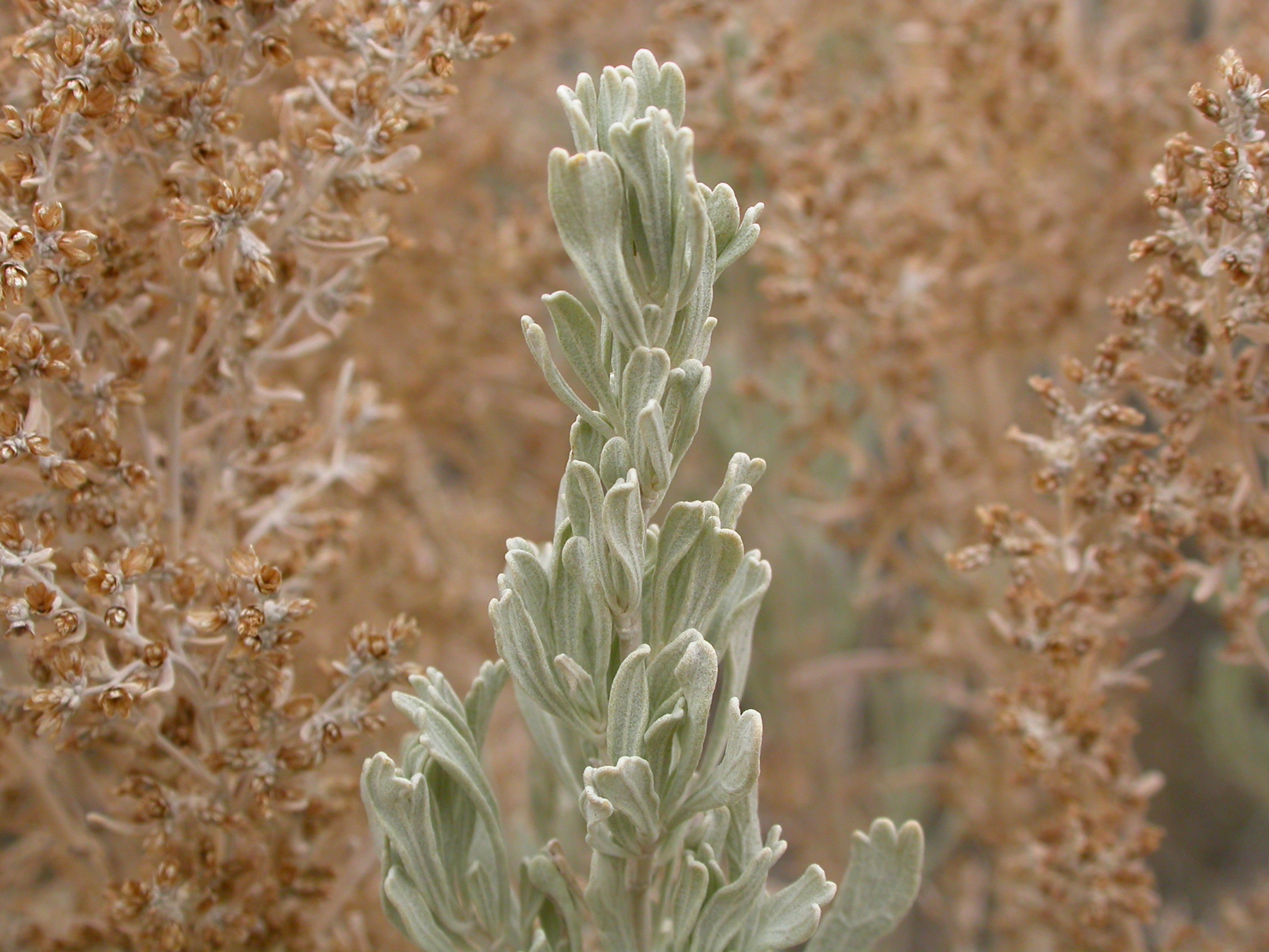 Artemisia tridentata tridentata (8468647082)