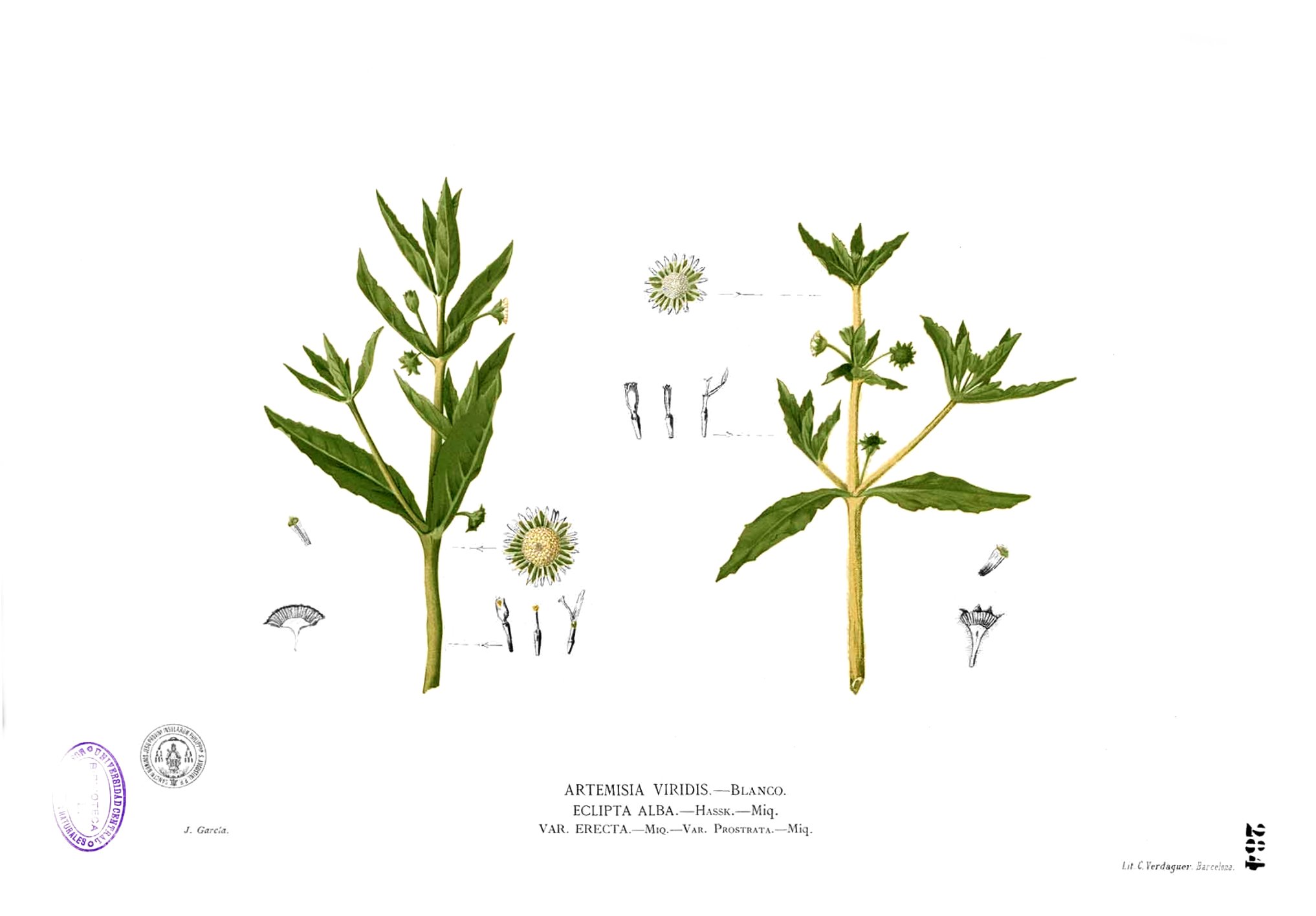 Artemisia viridis Blanco2.284