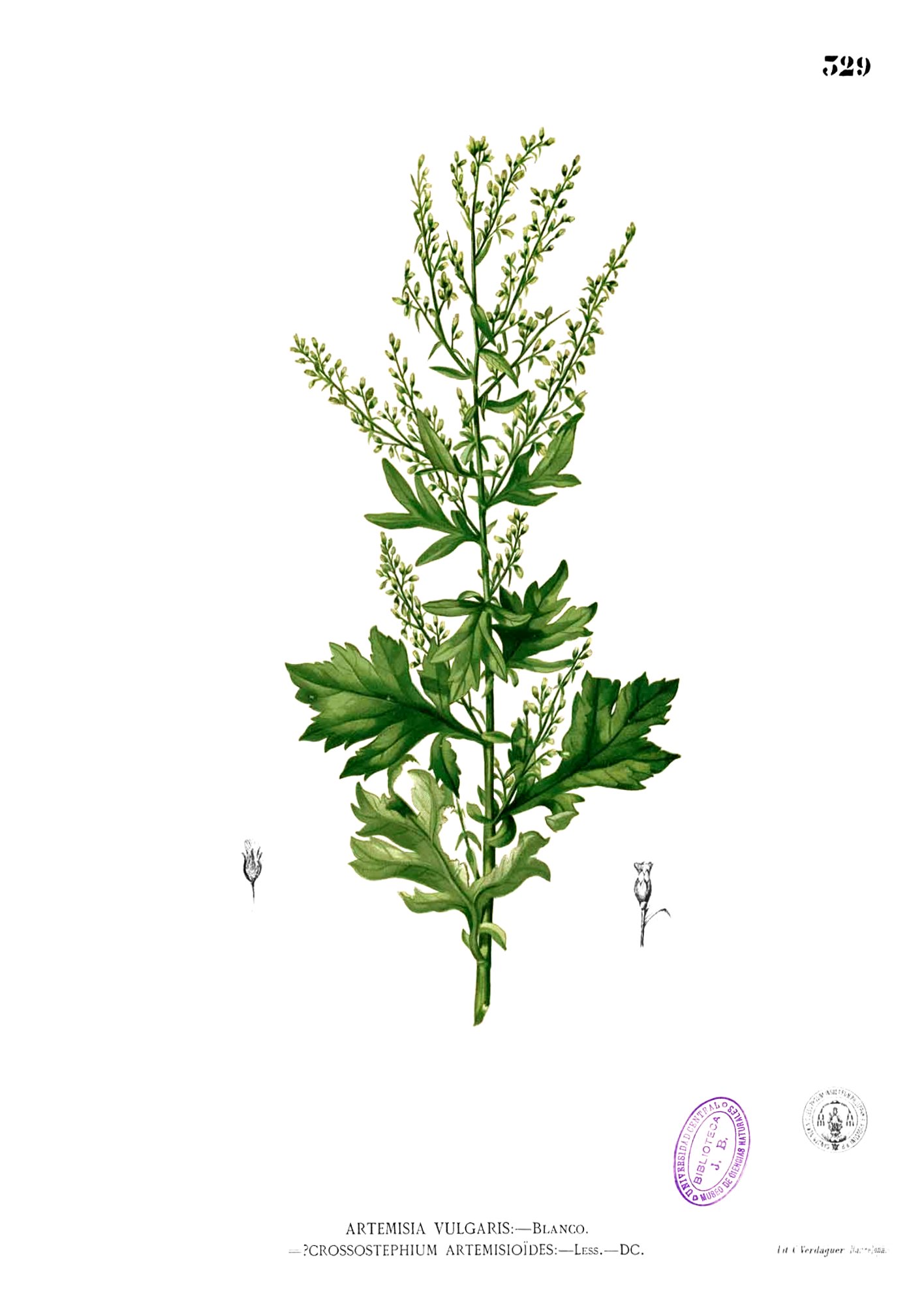 Artemisia vulgaris Blanco2.329