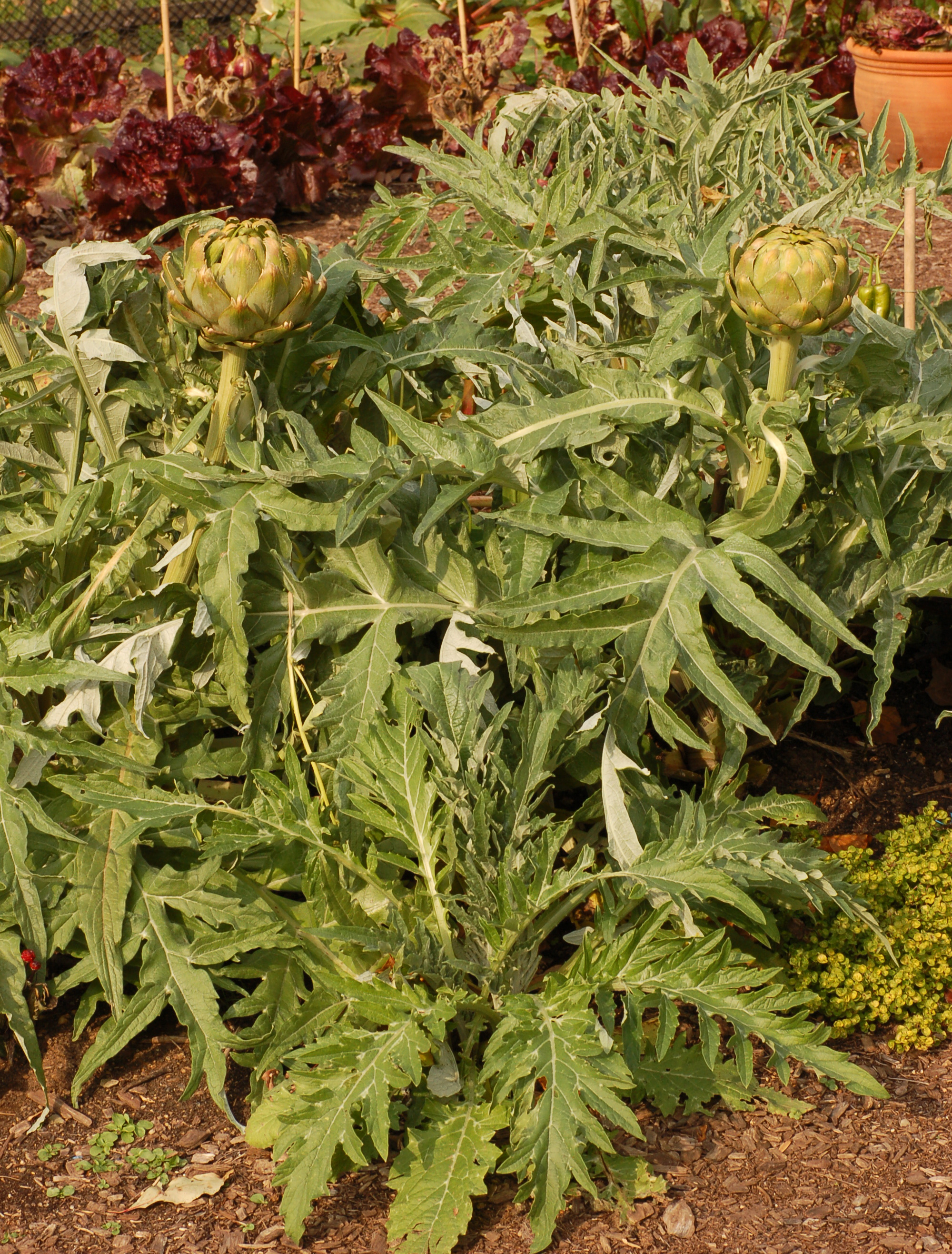 Artichoke Cynara cardunculus Plants 2000px
