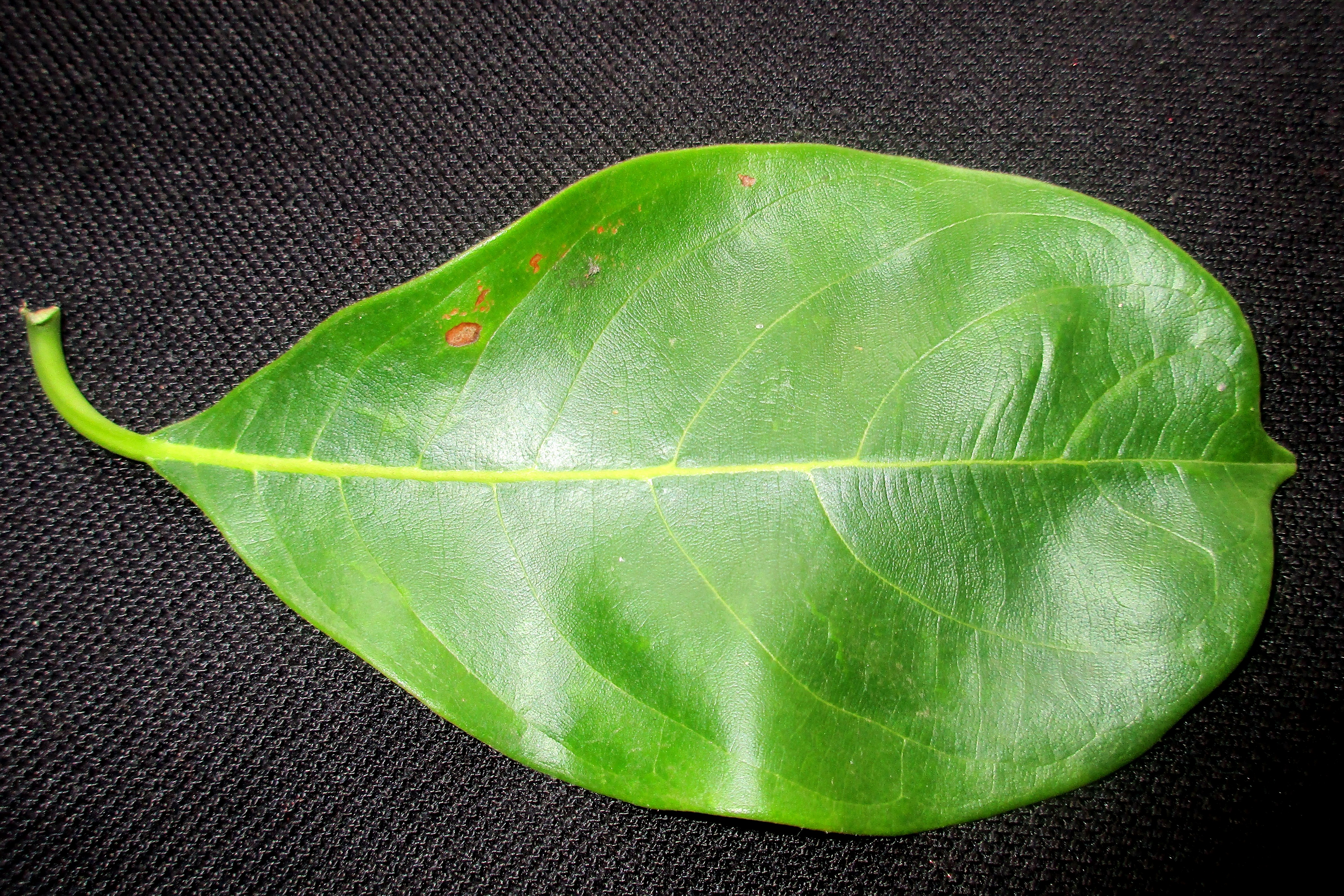 Artocarpus heterophyllus jack fruit tuvvur
