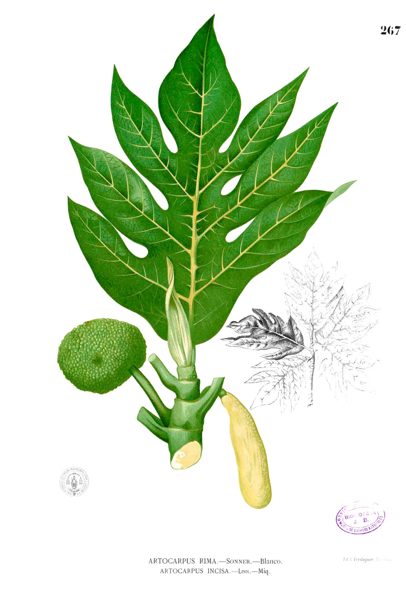 Artocarpus incisus Blanco2.267