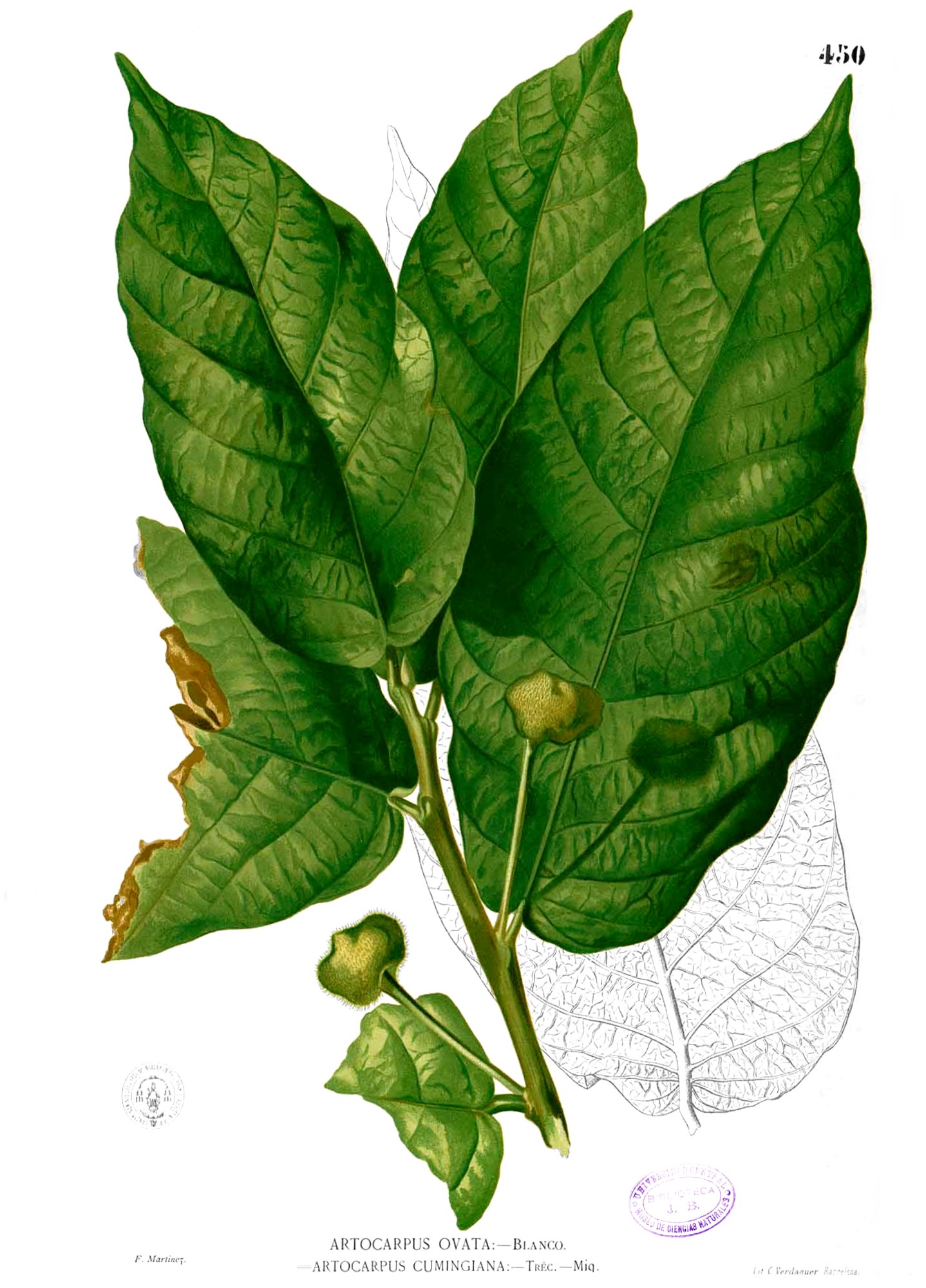 Artocarpus ovatus Blanco2.450