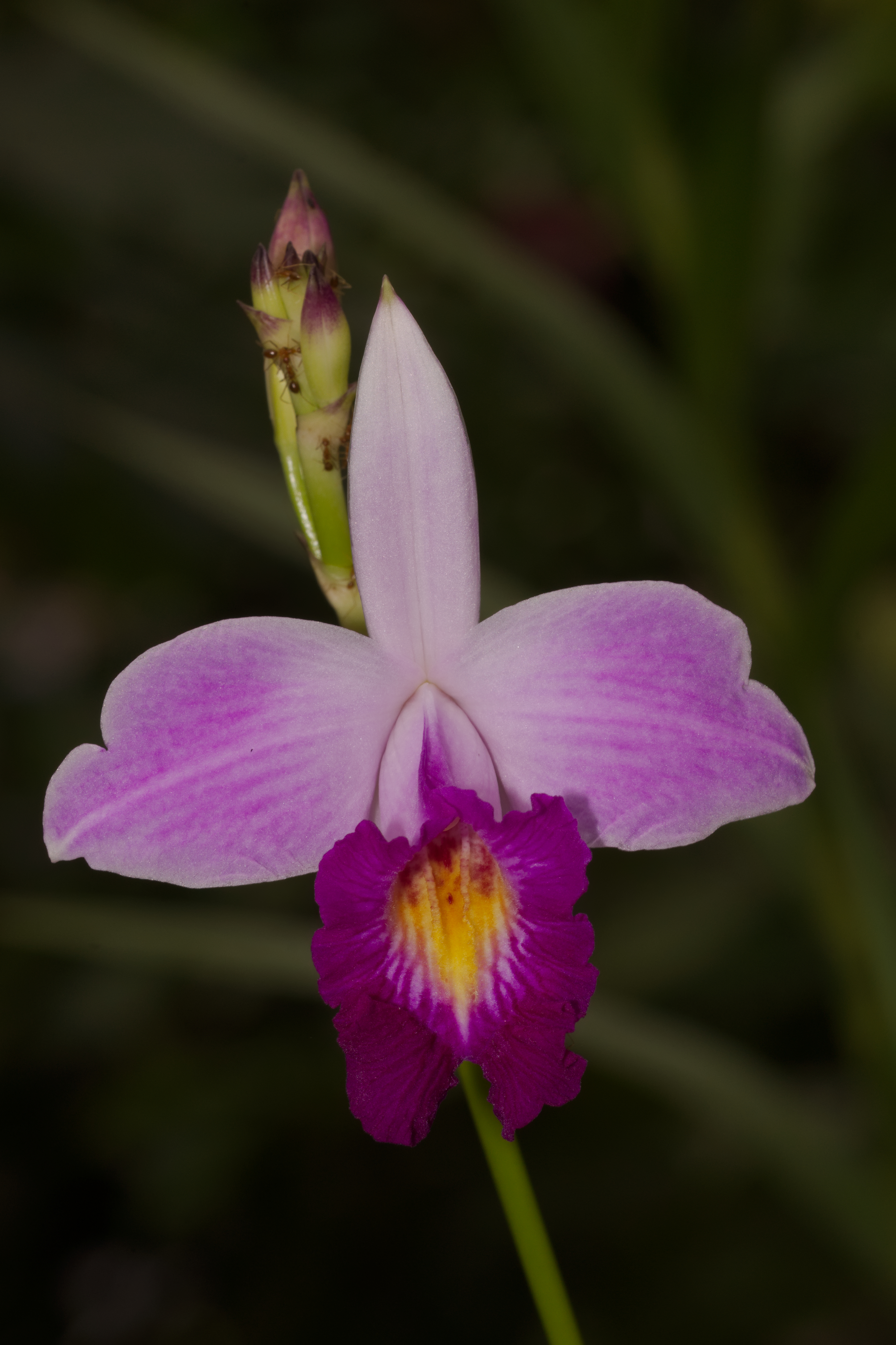Arundina graminifolia of Kadavoor