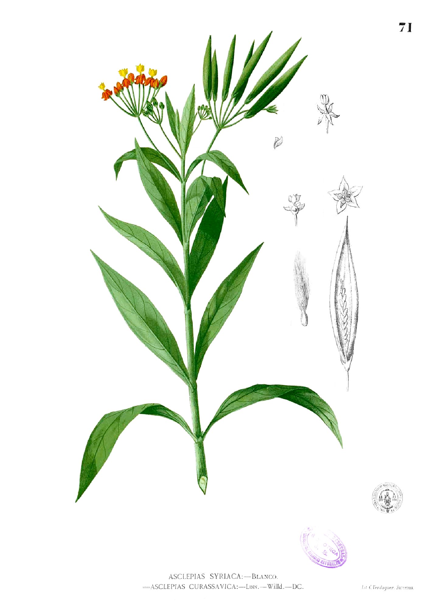 Asclepias curassavica Blanco1.71
