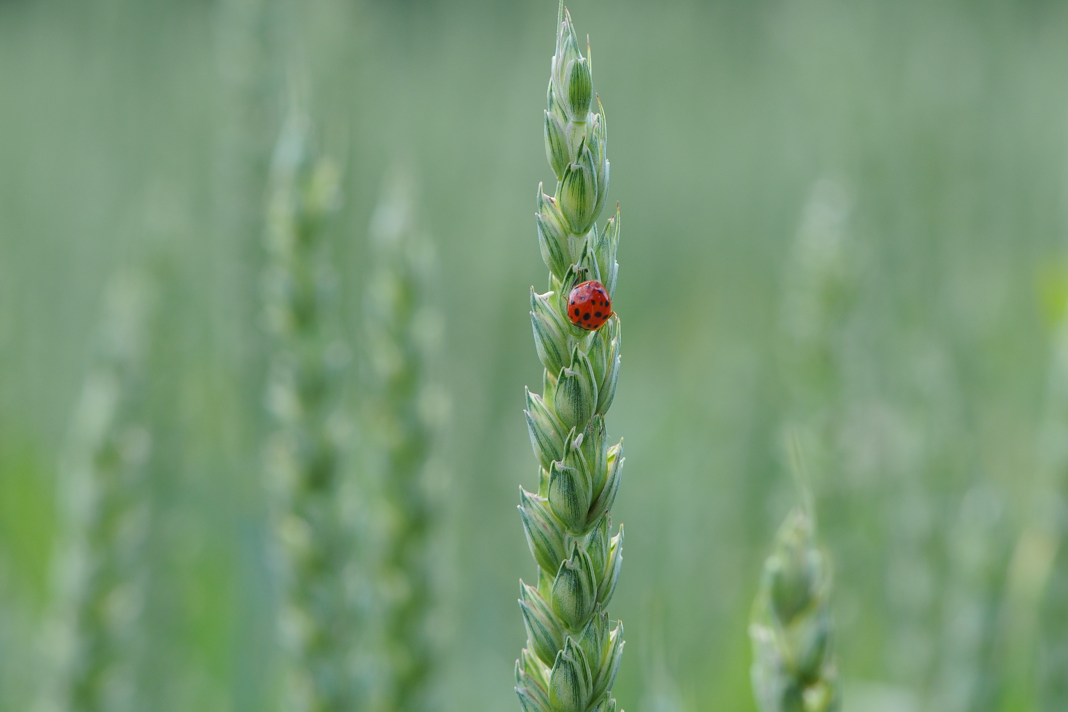 Asiatische Marienkäfer, Harmonia axyridis auf einer Weizenähre 3