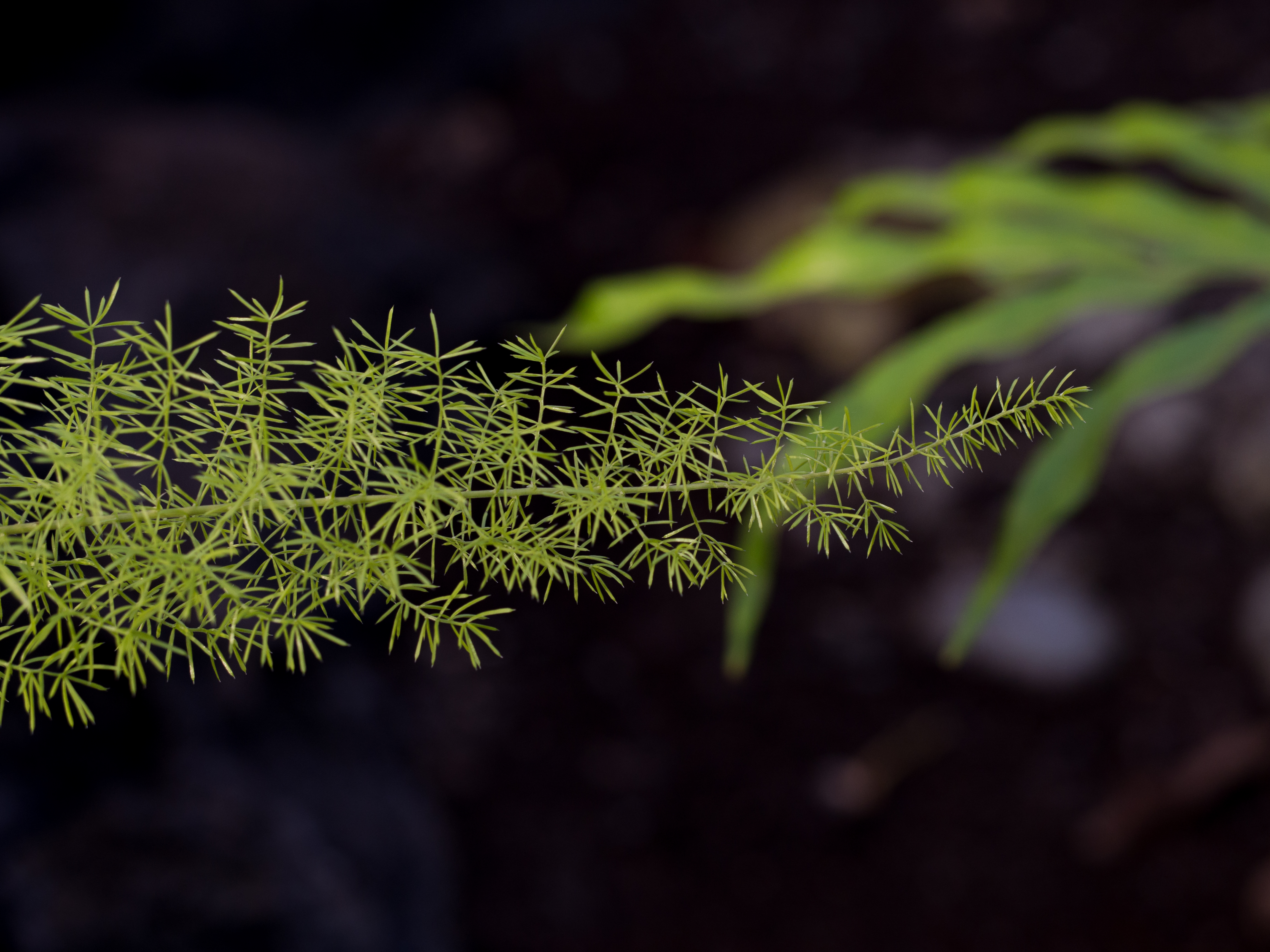 Asparagus fern (60431)