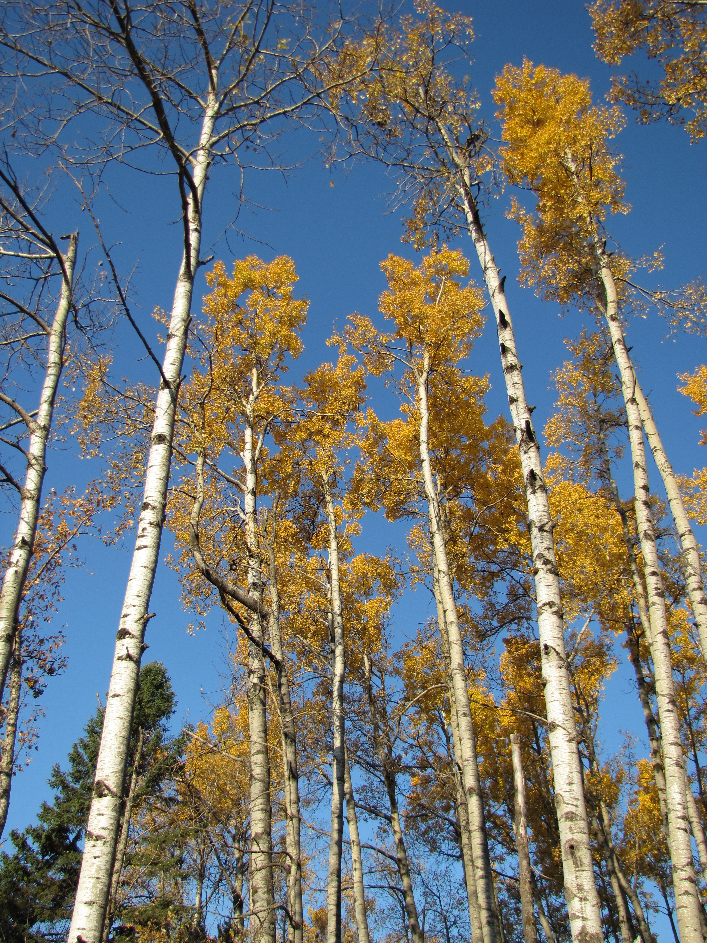 Aspen and birch (6235495240)