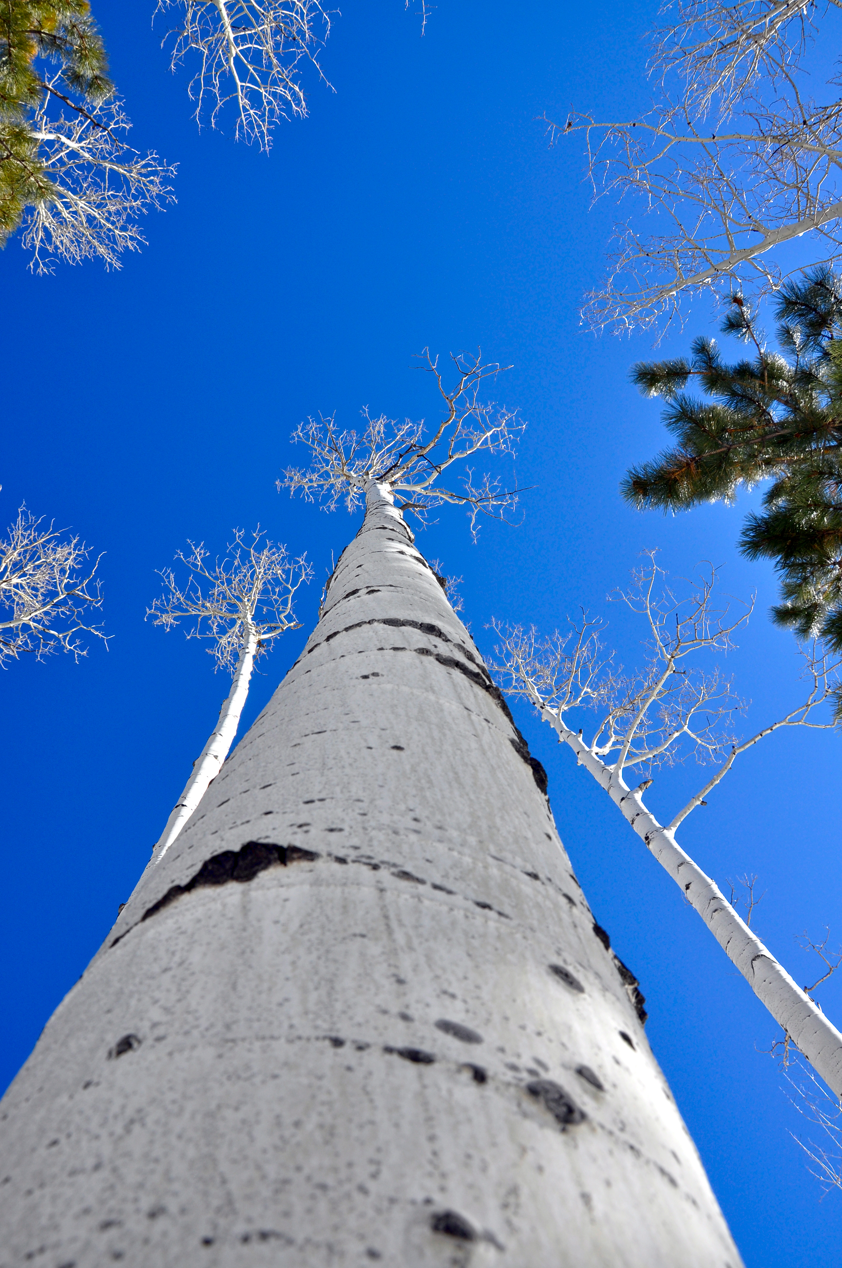 Aspen and Blue Skies (8453662081)