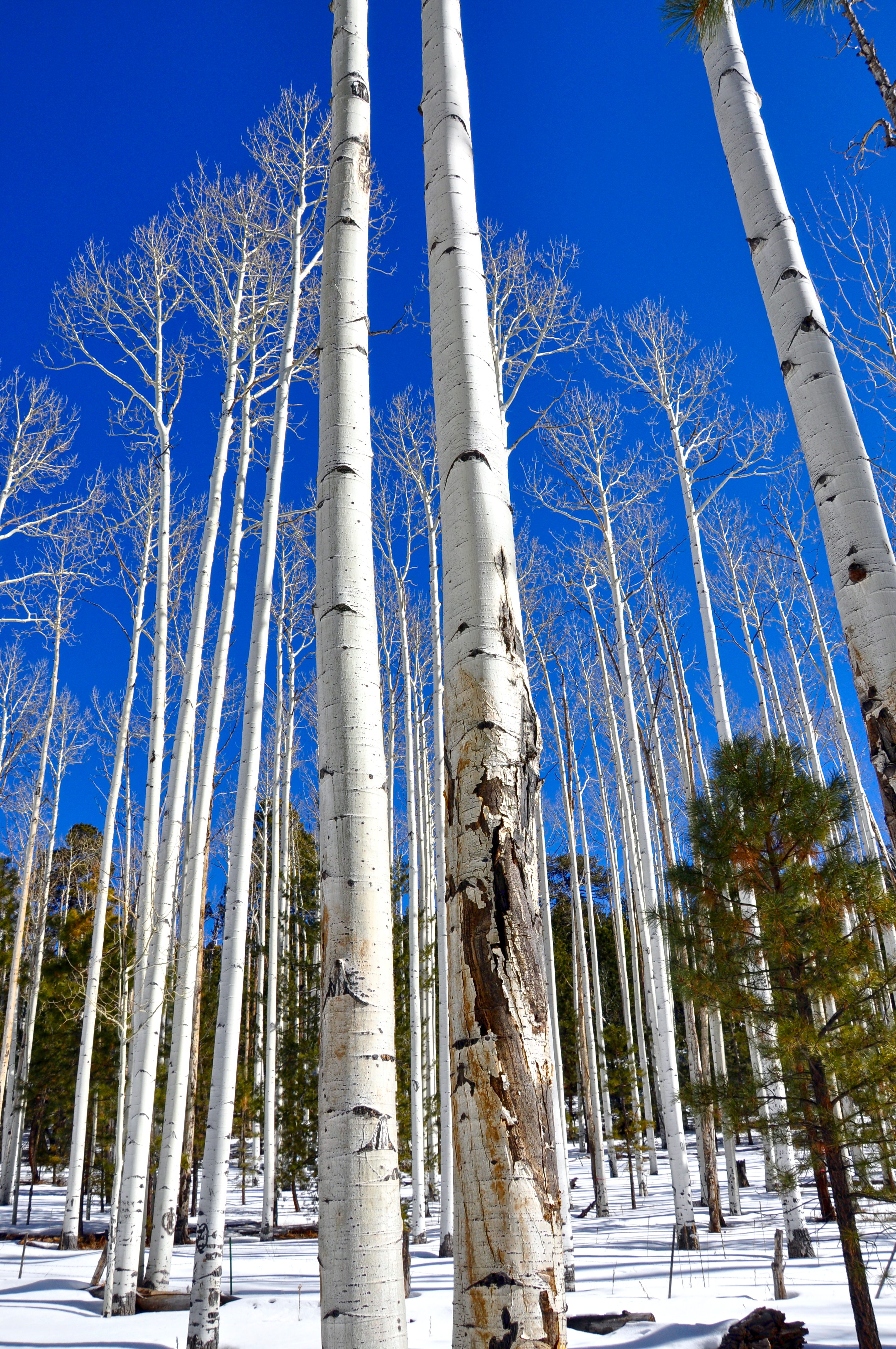 Aspen in the winter (8453662615)